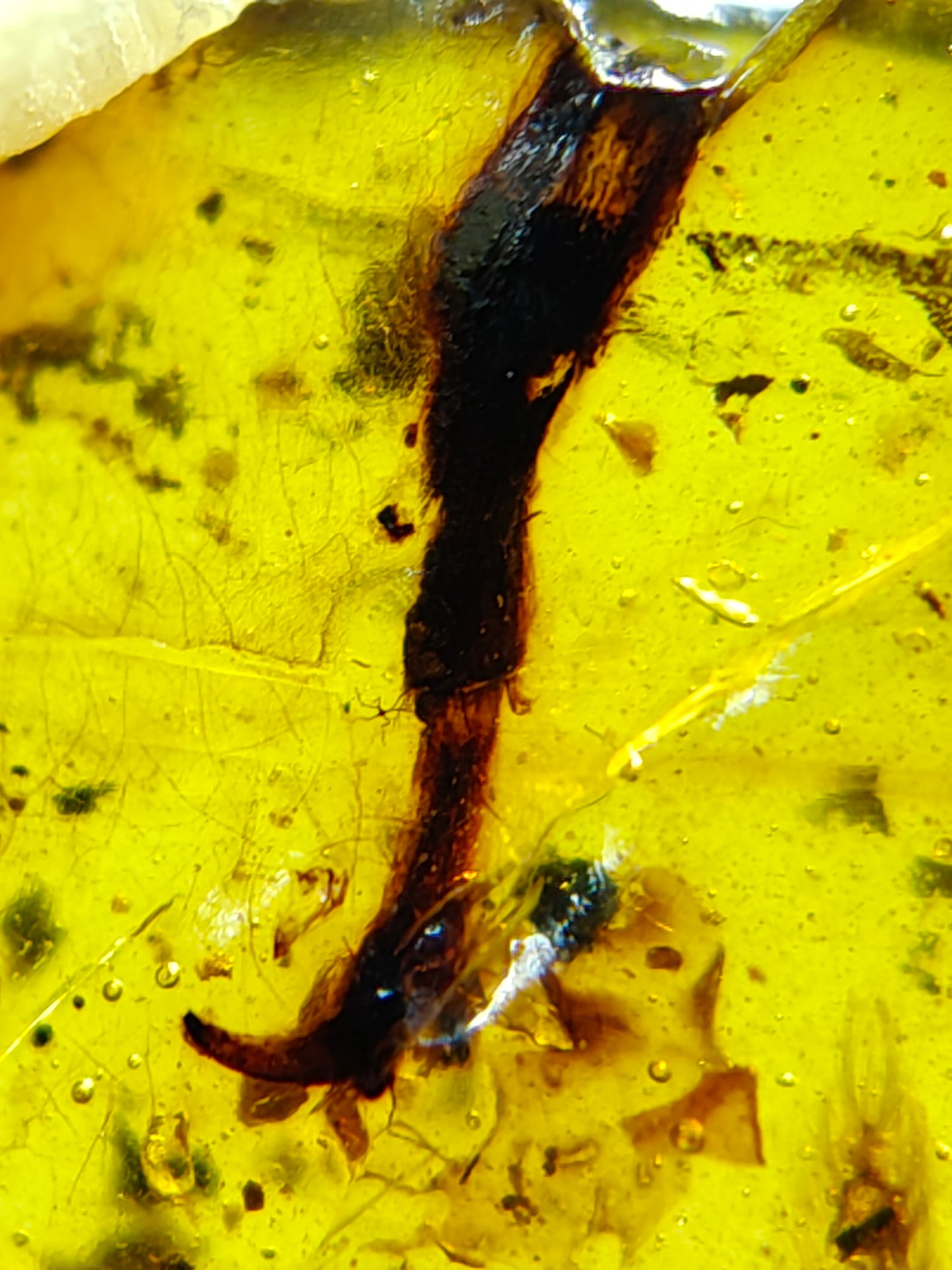 Unidentified claw in Burmese amber-Birds' claw or dinosaur's claw? #1001