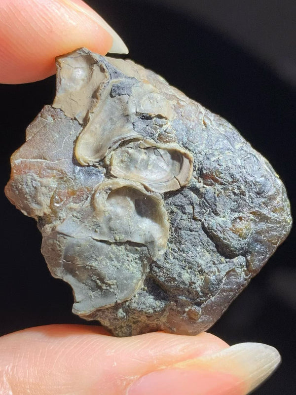 Fossilized oyster shell in Burmese amber(burmite)-Rare to be found #1003