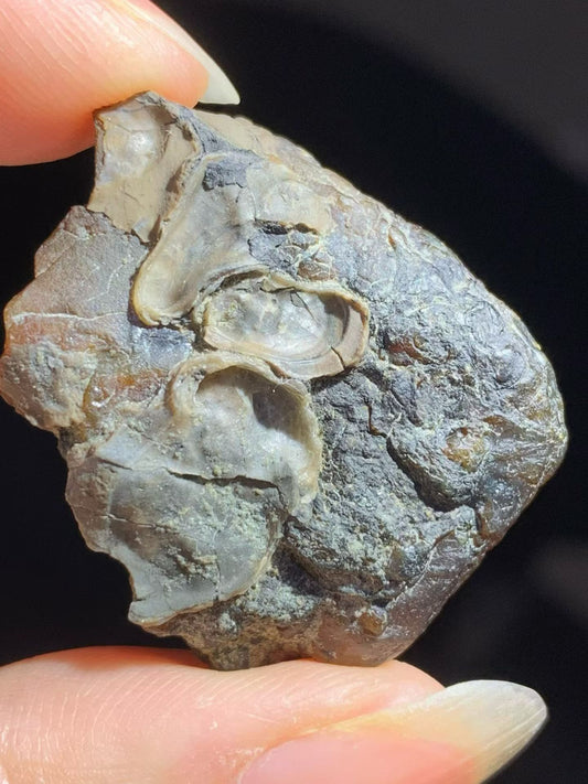 Fossilized oyster shell in Burmese amber(burmite)-Rare to be found #1003