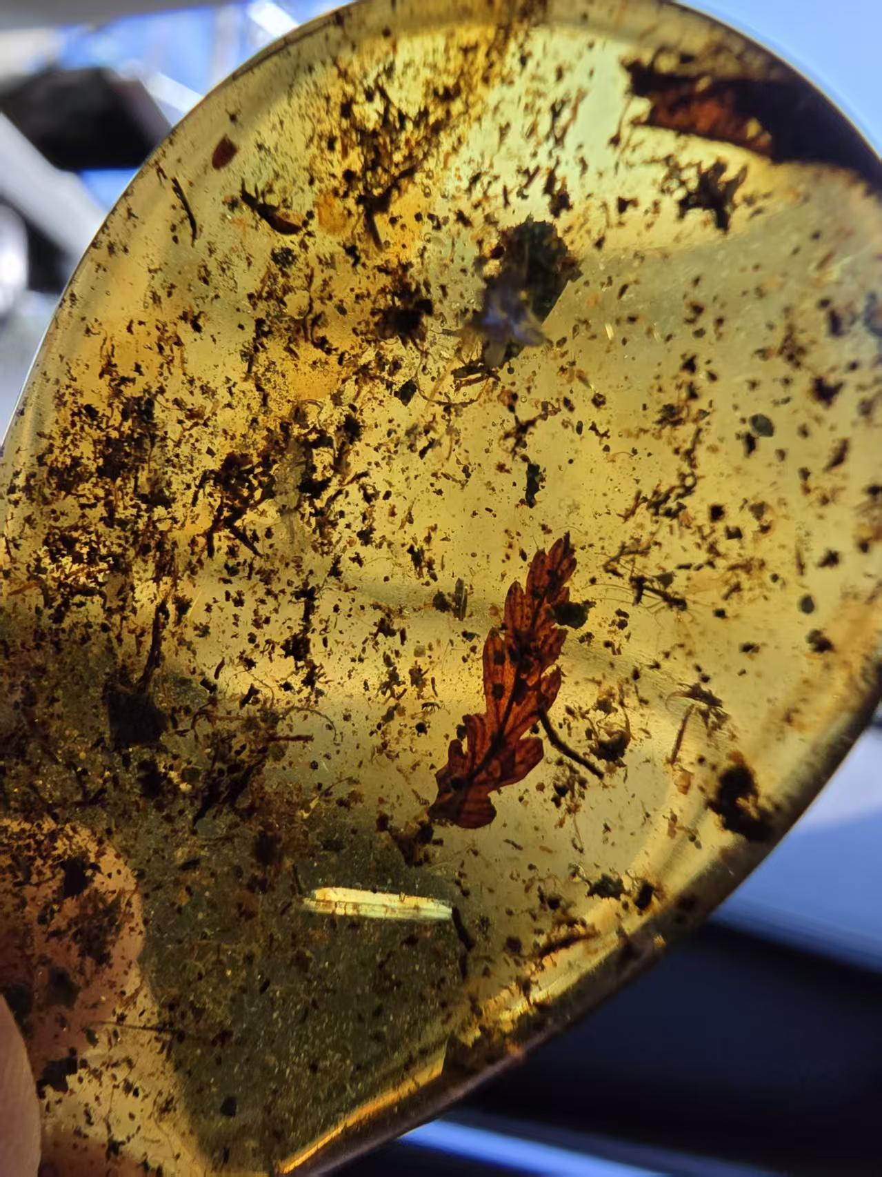 Leaf inclusion inside of Burmese amber(burmite)