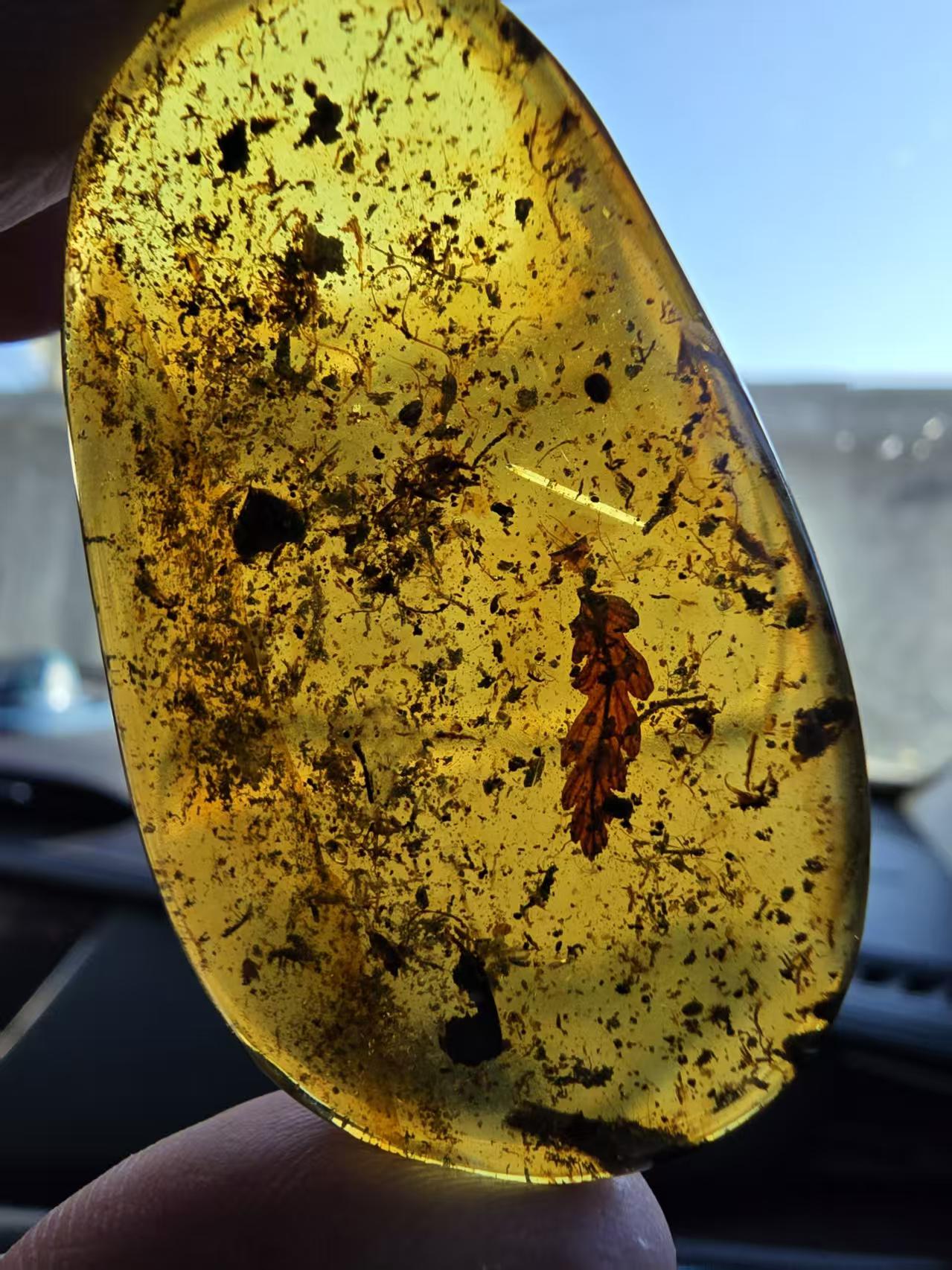 Leaf inclusion inside of Burmese amber(burmite)