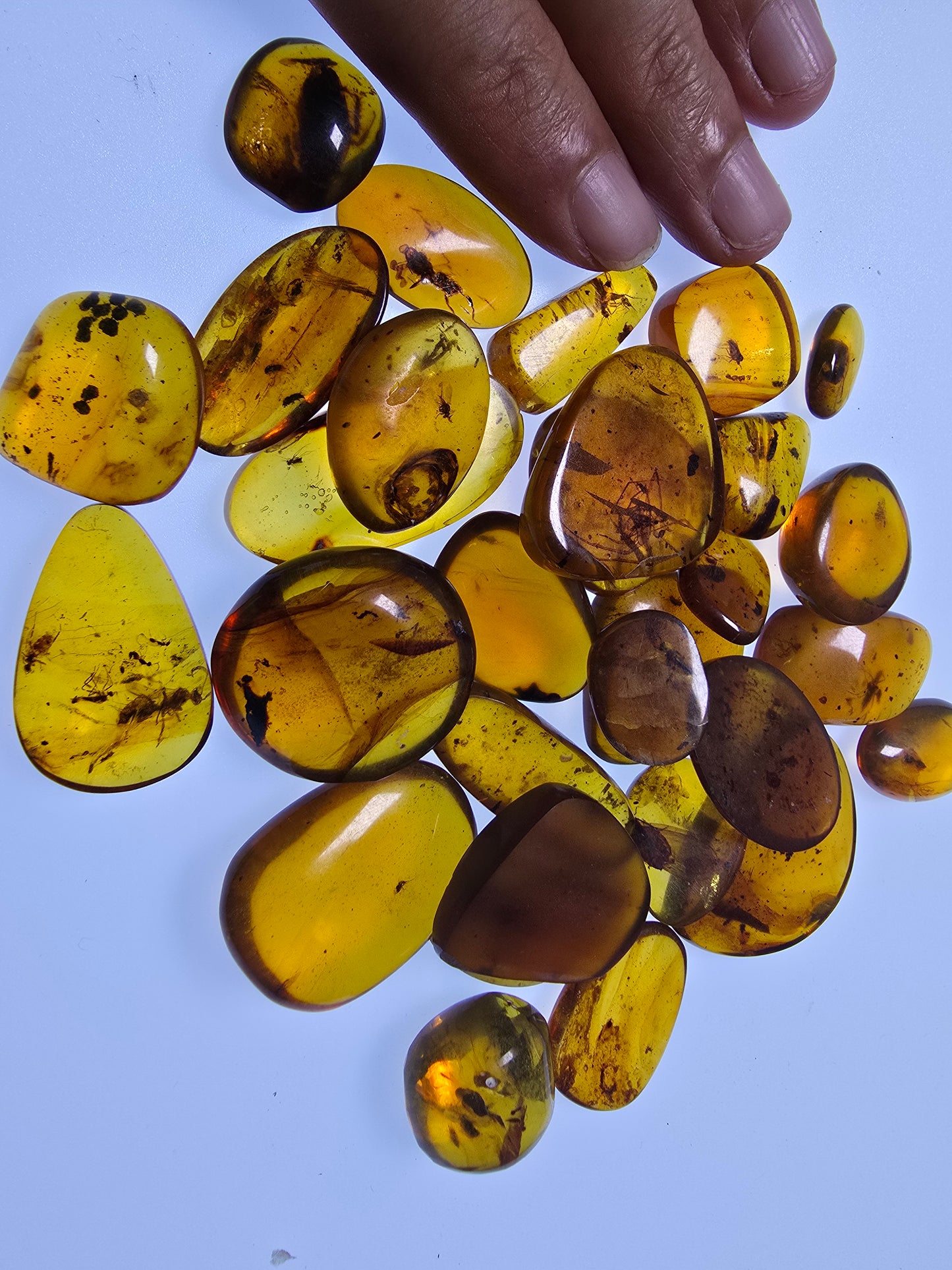 Wholesale lot Burmese amber(burmite) with bugs inclusion A1005