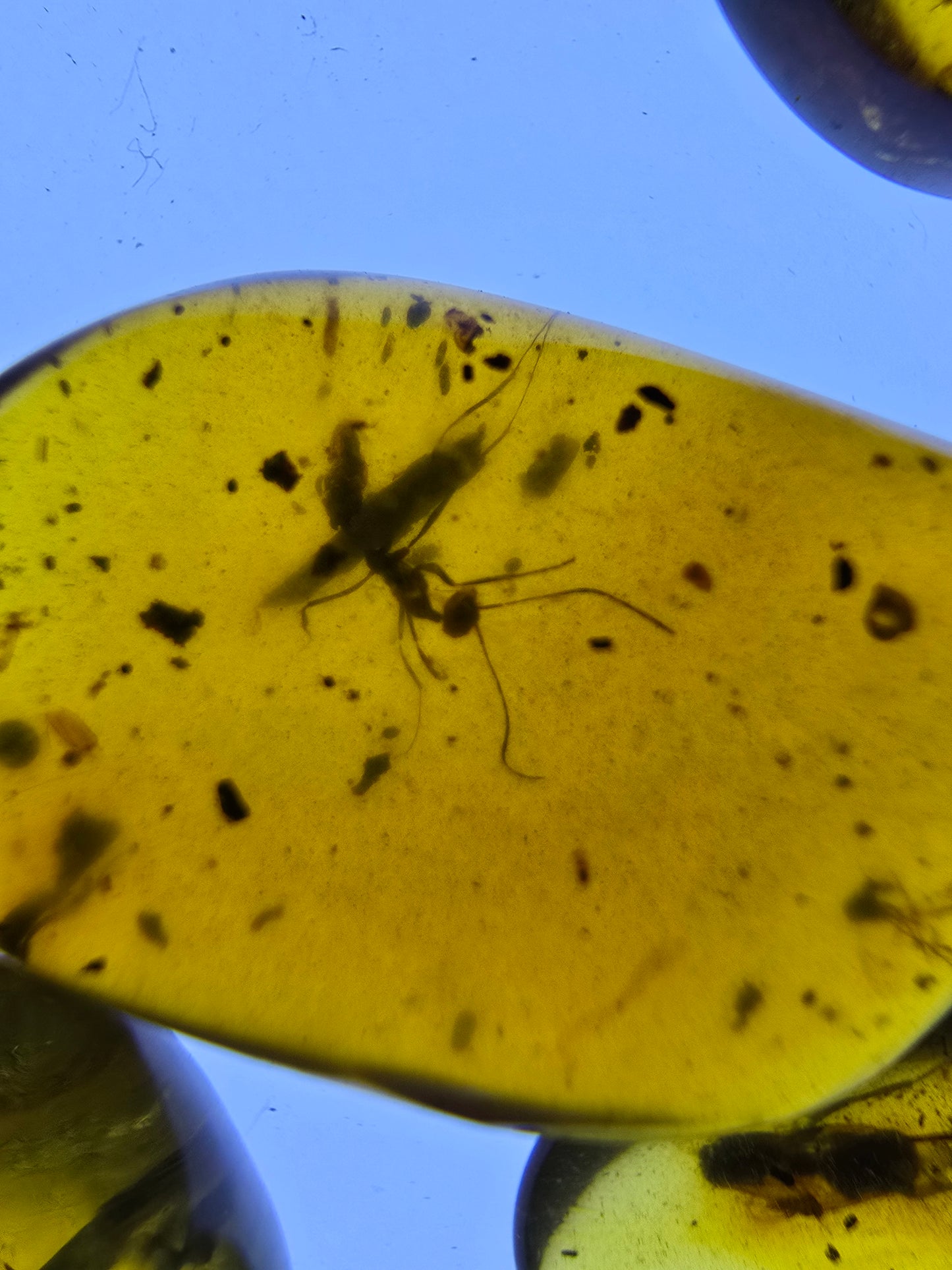 Wholesale lot Burmese amber(burmite) with bugs inclusion A1005