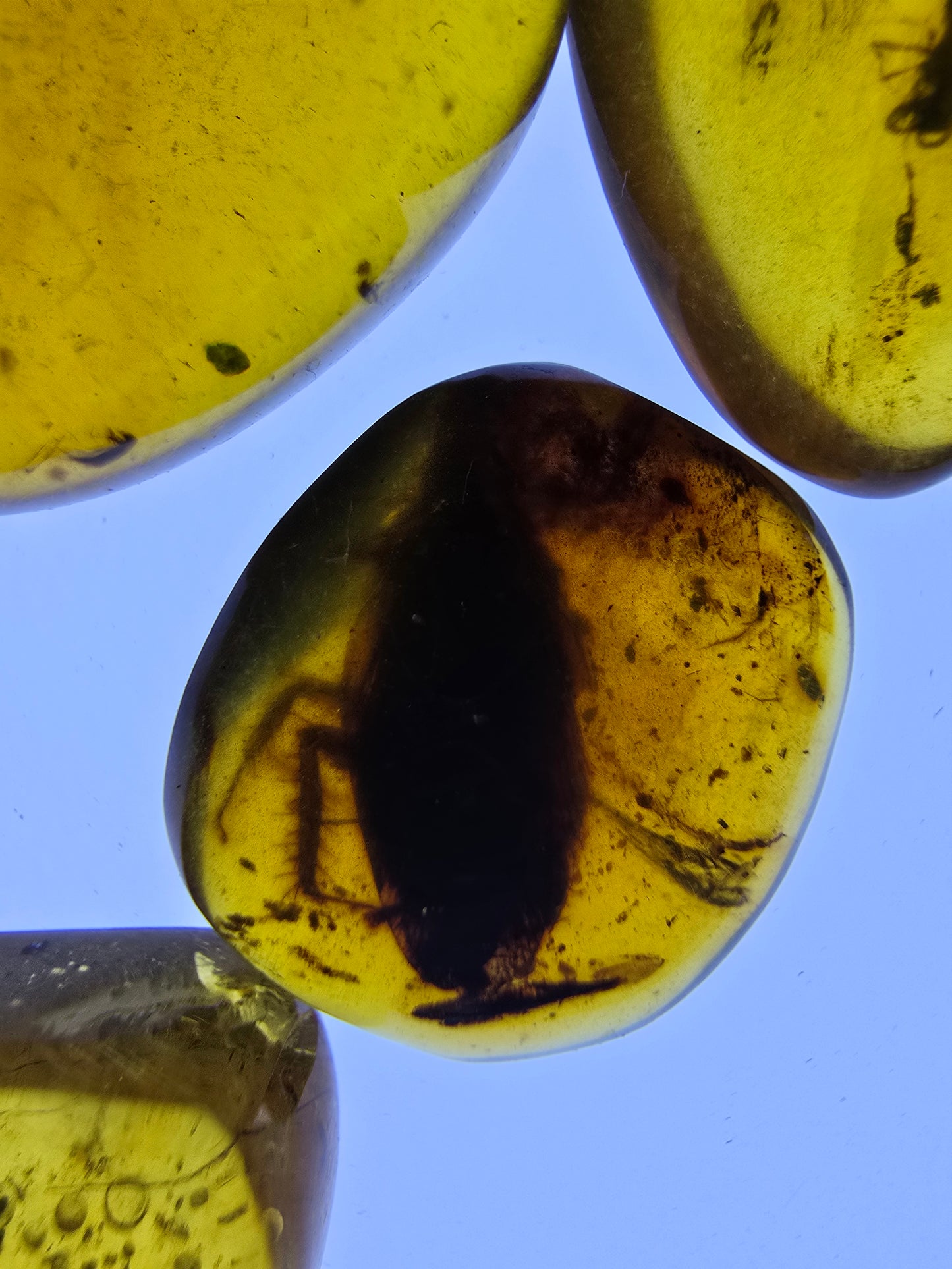 Wholesale lot Burmese amber(burmite) with bugs inclusion A1005