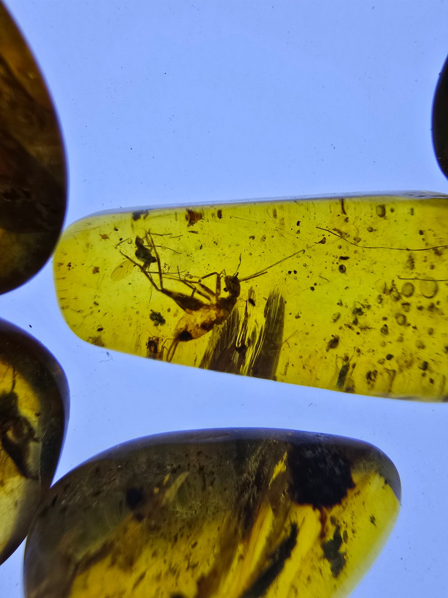 Wholesale lot Burmese amber(burmite) with bugs inclusion A1005