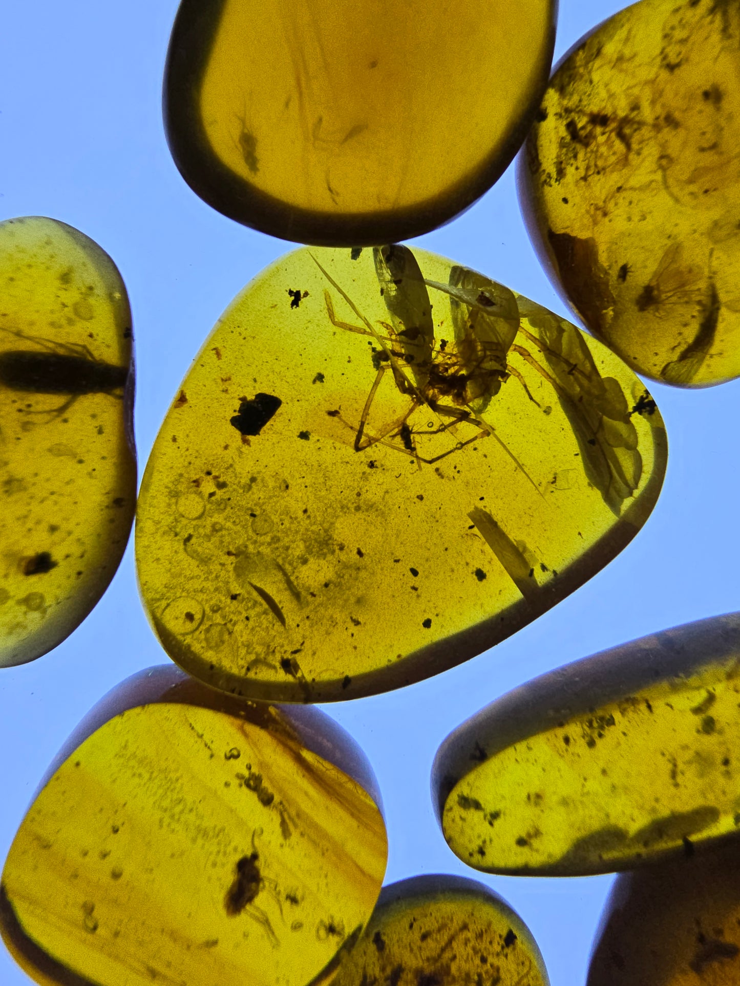 Wholesale lot Burmese amber(burmite) with bugs inclusion A1005