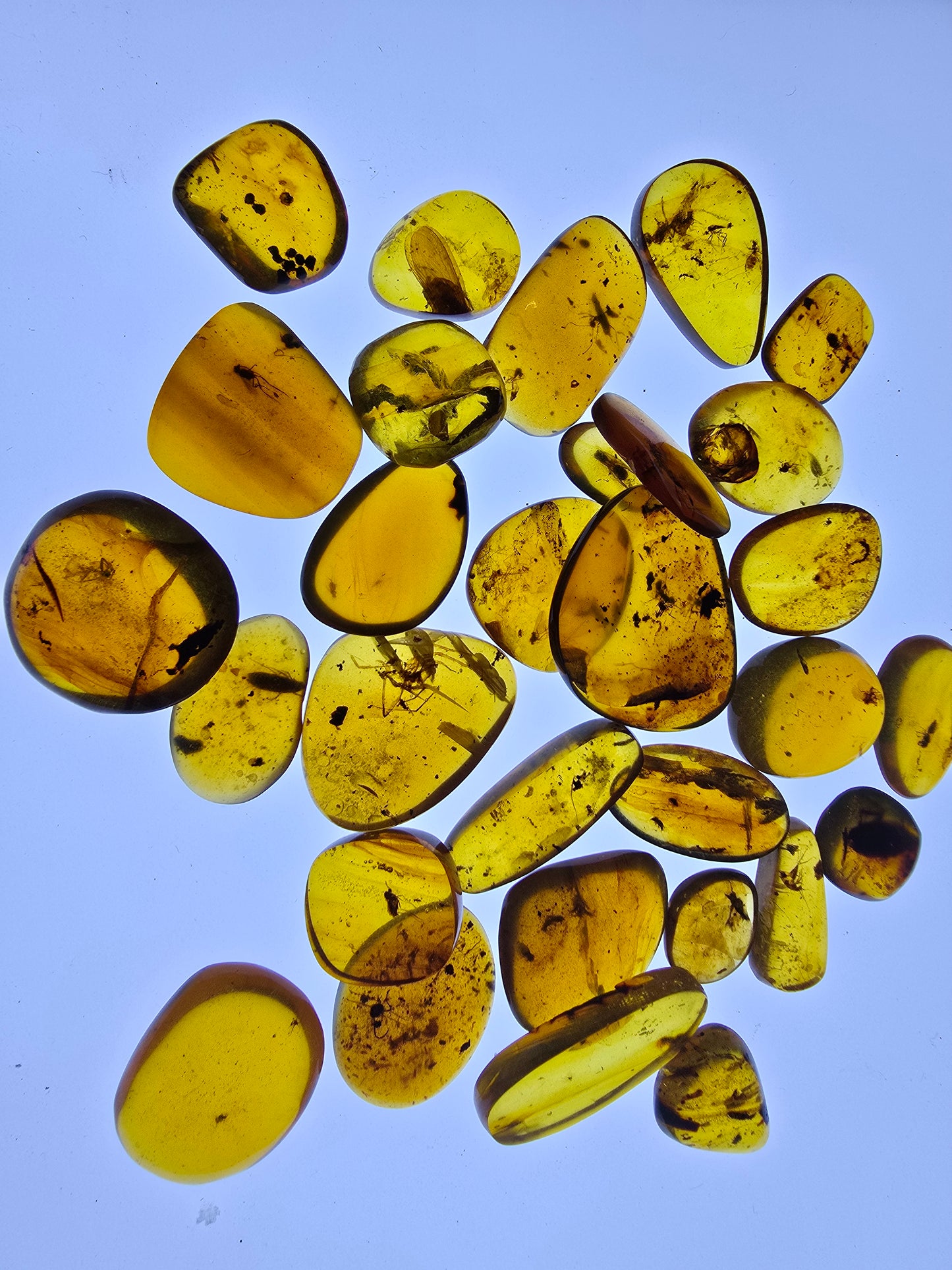 Wholesale lot Burmese amber(burmite) with bugs inclusion A1005