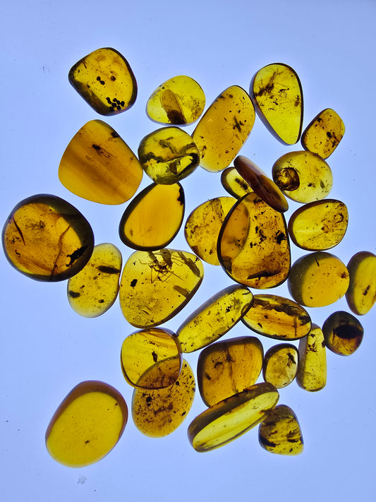 Wholesale lot Burmese amber(burmite) with bugs inclusion A1005