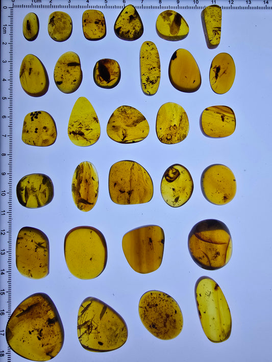 Wholesale lot Burmese amber(burmite) with bugs inclusion A1005