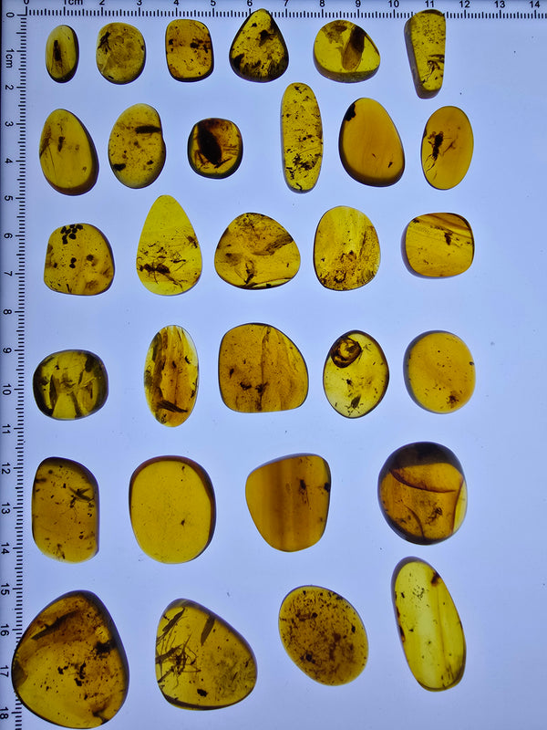 Wholesale lot Burmese amber(burmite) with bugs inclusion A1005