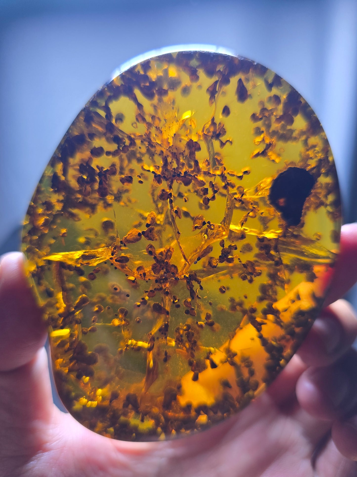 Burmese amber(burmite) with spore plant inclusion A1006