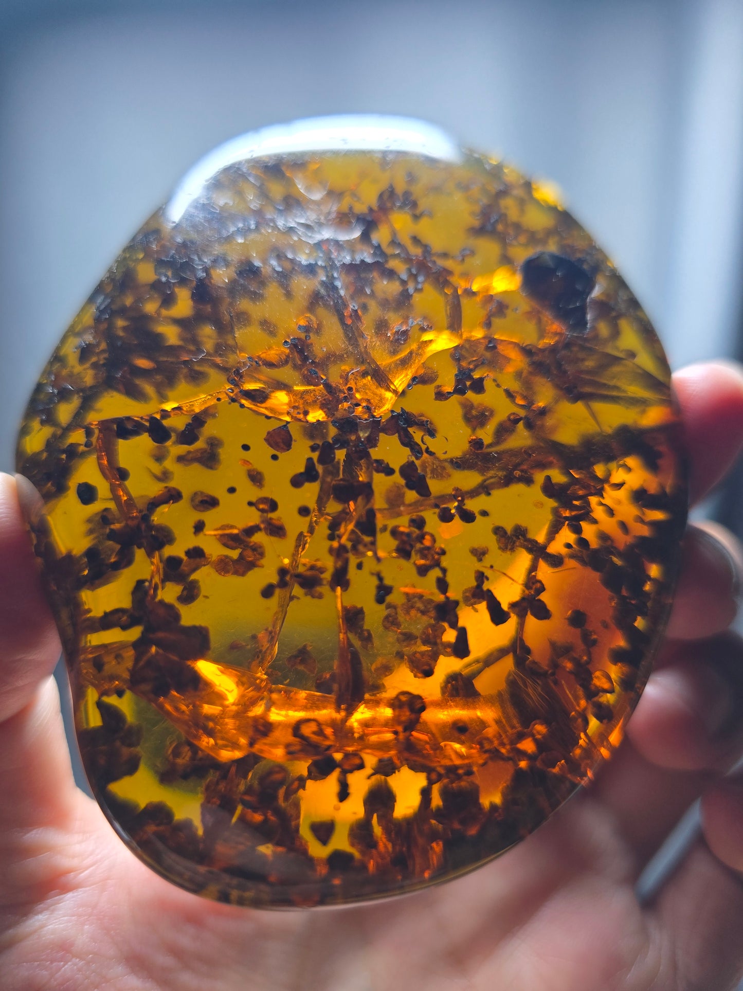 Burmese amber(burmite) with spore plant inclusion A1006