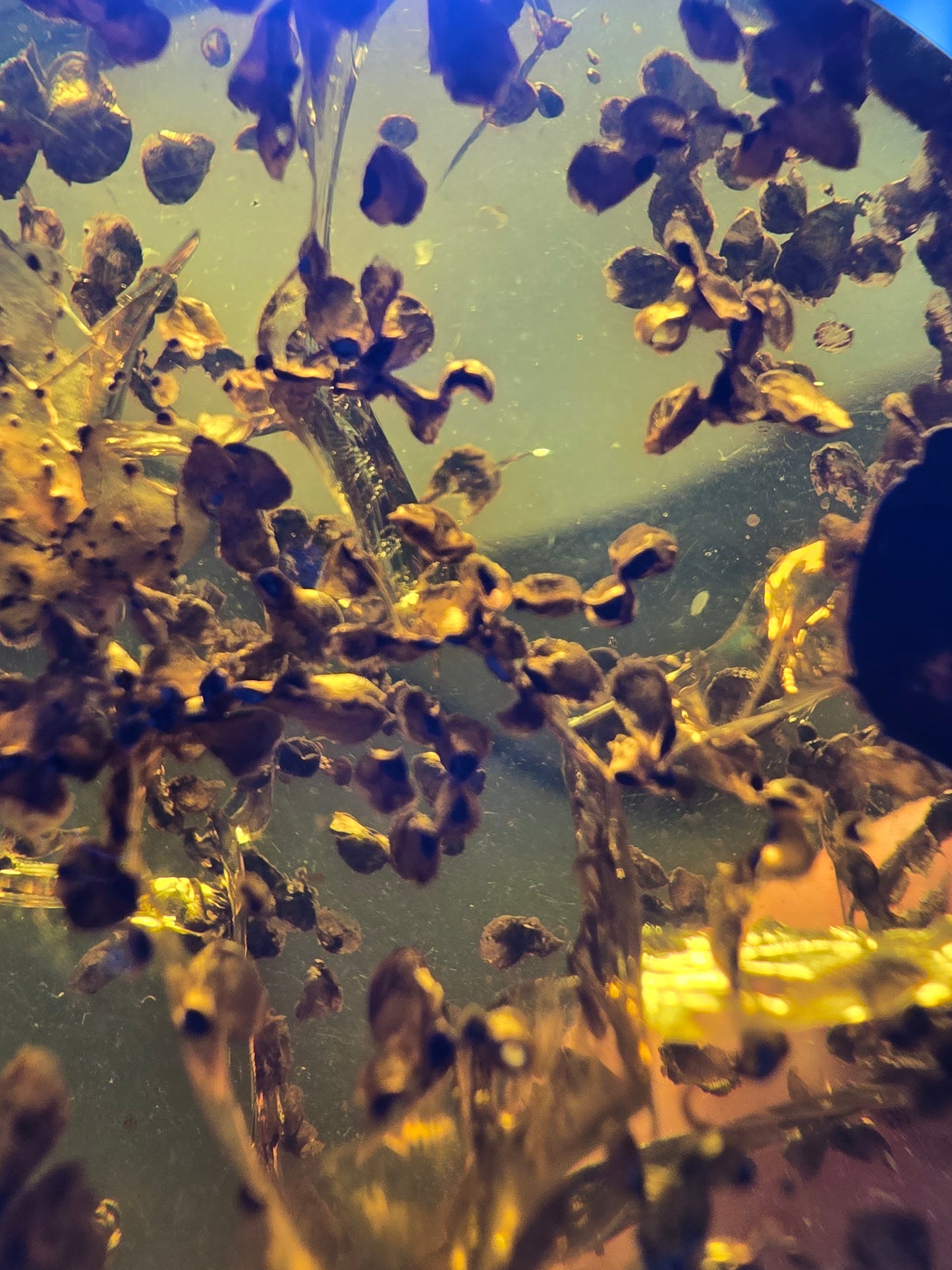 Burmese amber(burmite) with spore plant inclusion A1006