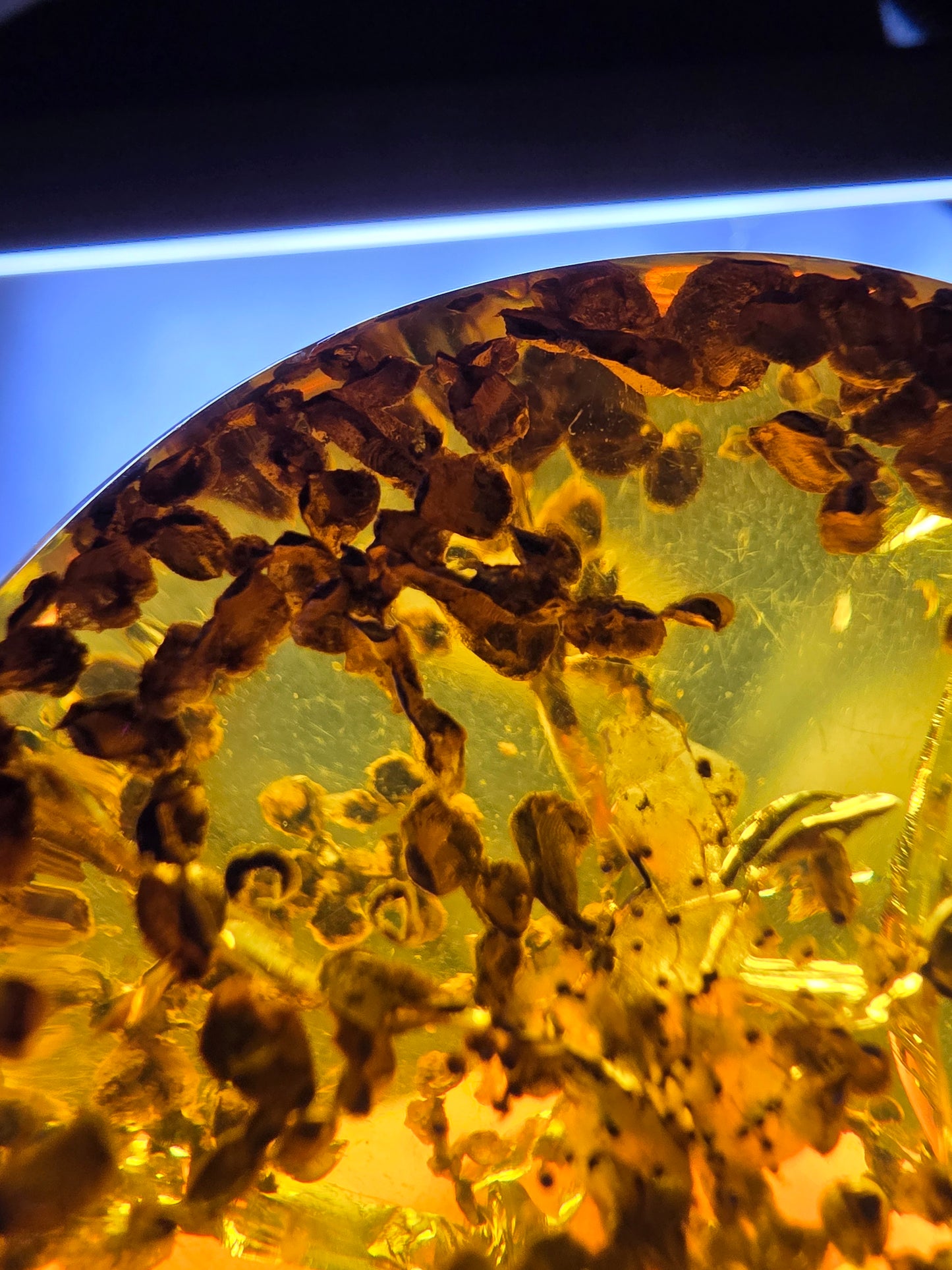 Burmese amber(burmite) with spore plant inclusion A1006