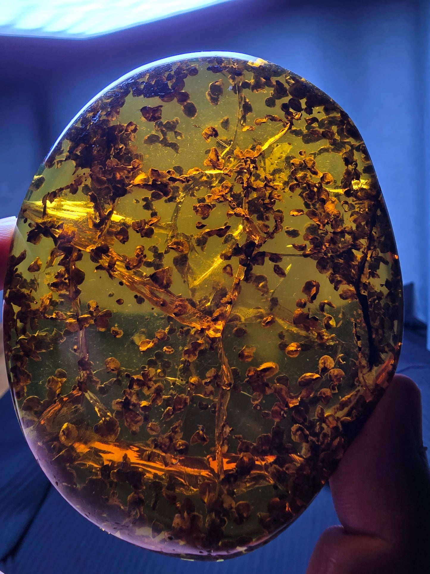 Burmese amber(burmite) with spore plant inclusion A1006