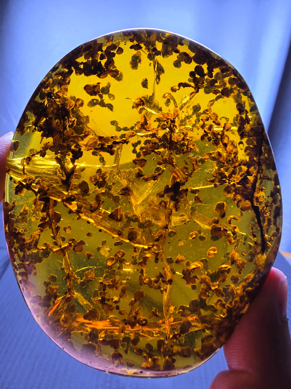Burmese amber(burmite) with spore plant inclusion A1006