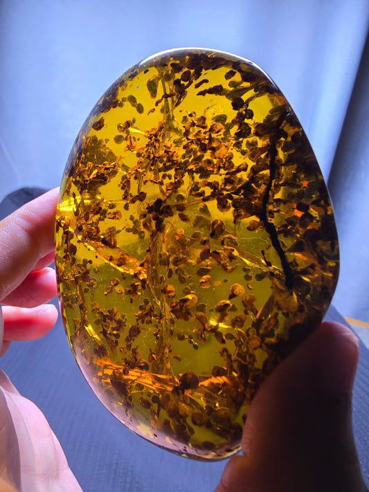 Burmese amber(burmite) with spore plant inclusion A1006