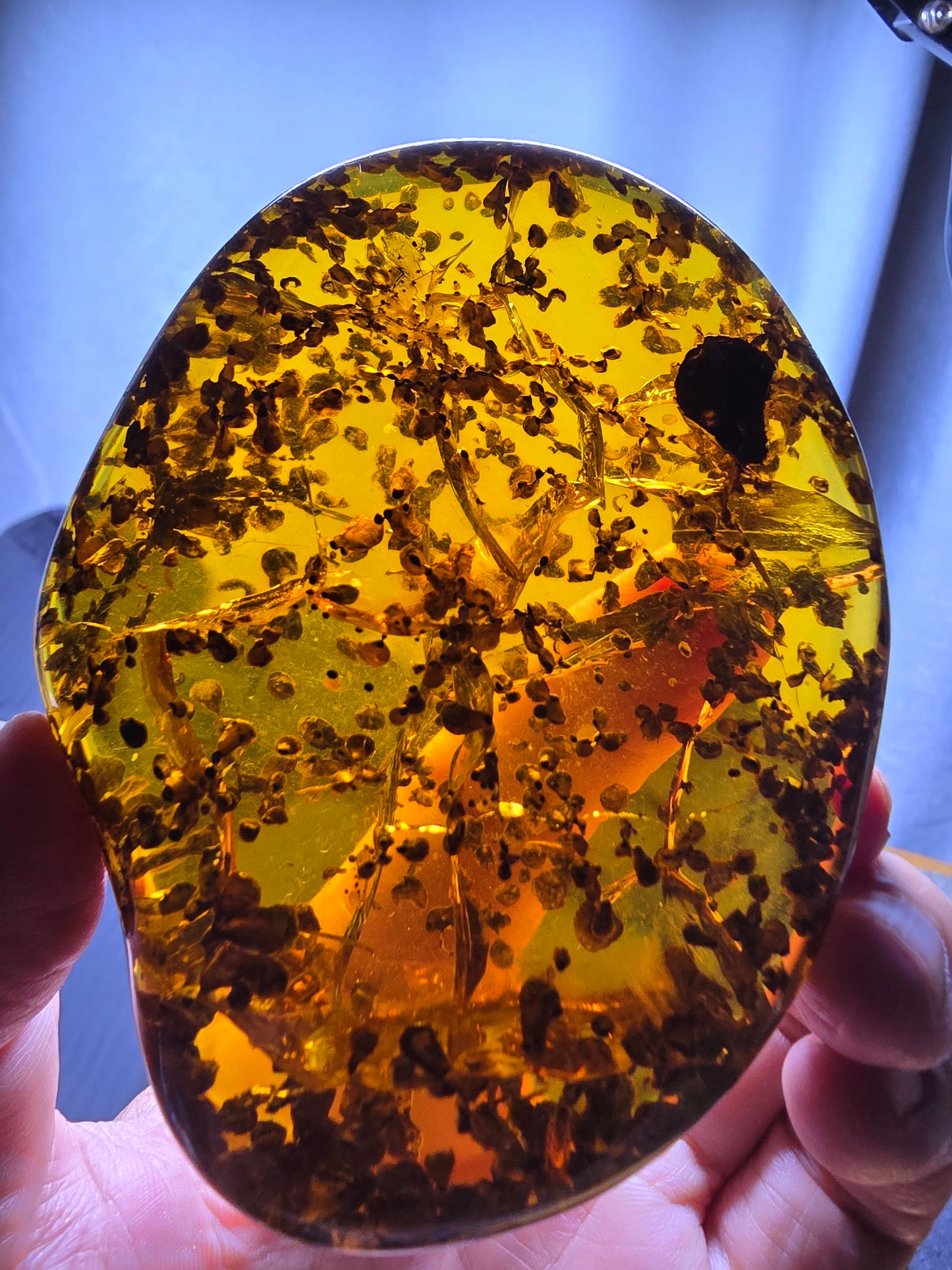 Burmese amber(burmite) with spore plant inclusion A1006