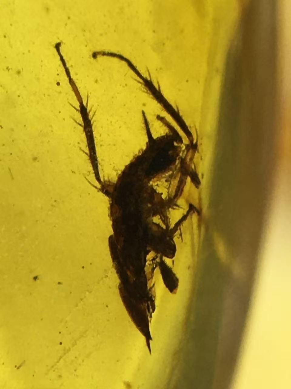 Wholesale Burmese Amber With Bugs Inclusions 1400 pieces H12