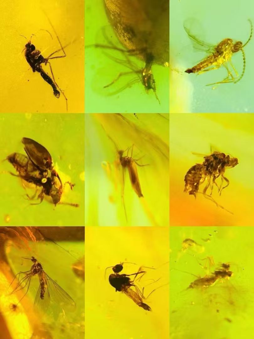 Wholesale Burmese Amber With Bugs Inclusions 1400 pieces H12