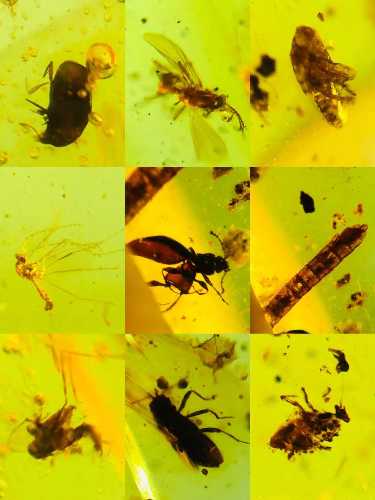 Wholesale Burmese Amber With Bugs Inclusions 700 pieces H13