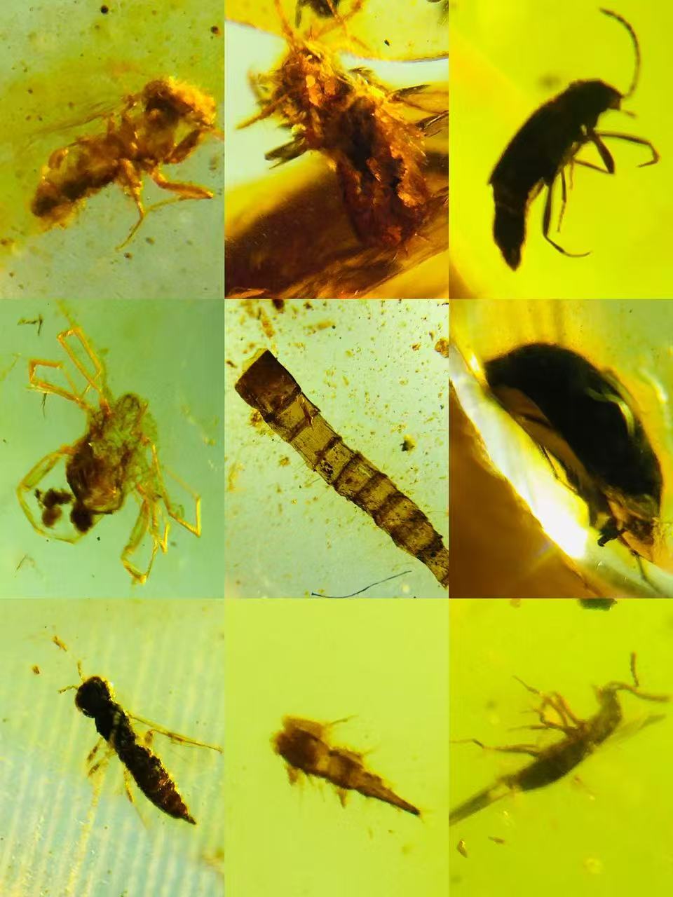Wholesale Burmese Amber With Bugs Inclusions 700 pieces H13