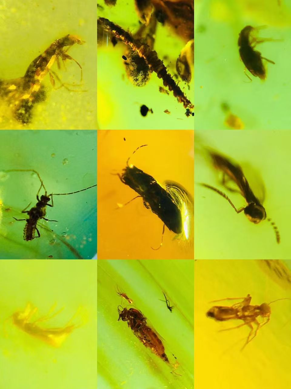 Wholesale Burmese Amber With Bugs Inclusions 100 pieces H14