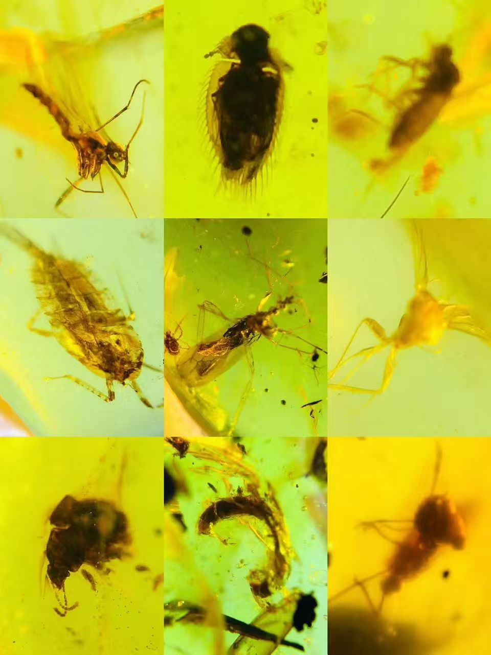 Wholesale Burmese Amber With Bugs Inclusions 100 pieces H14