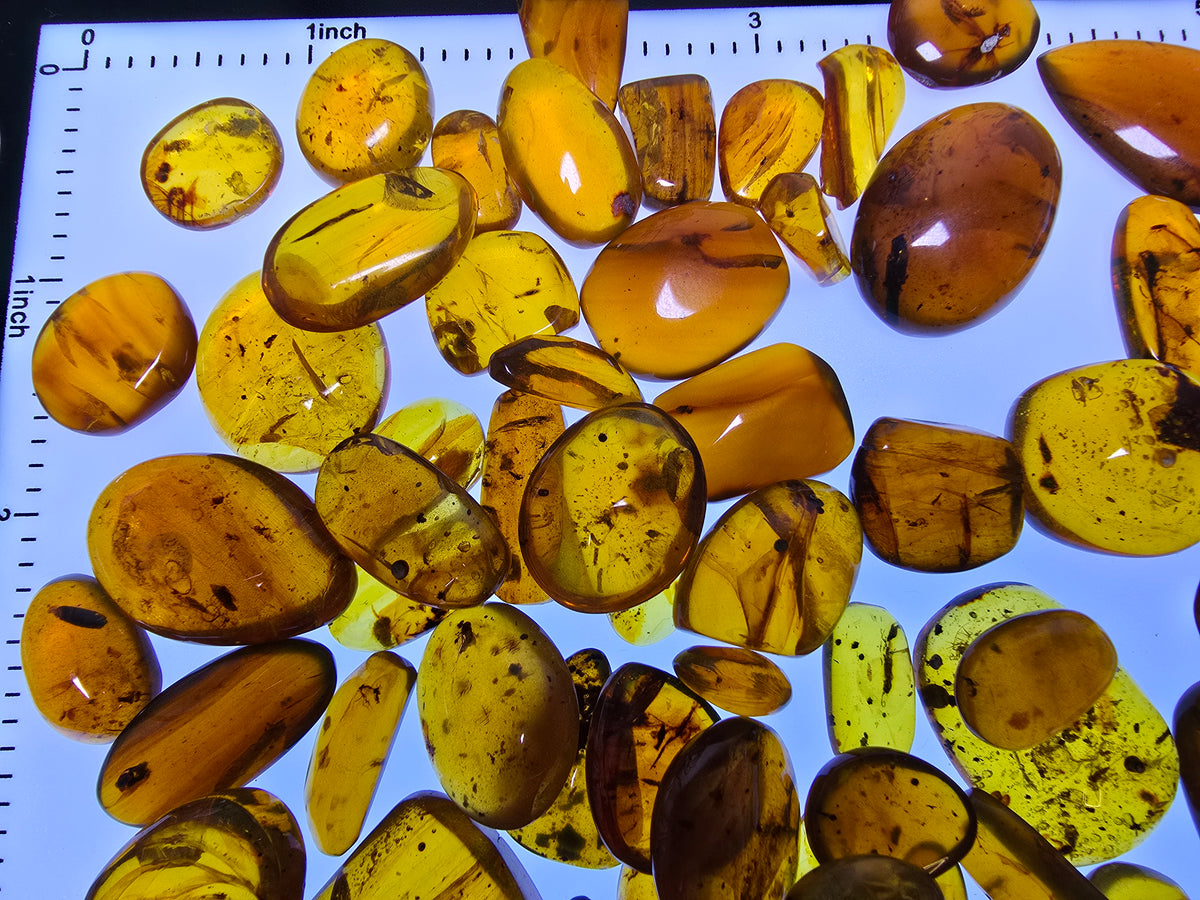 Wholesale Burmese Amber With Bugs Inclusions 82 pieces H6102301