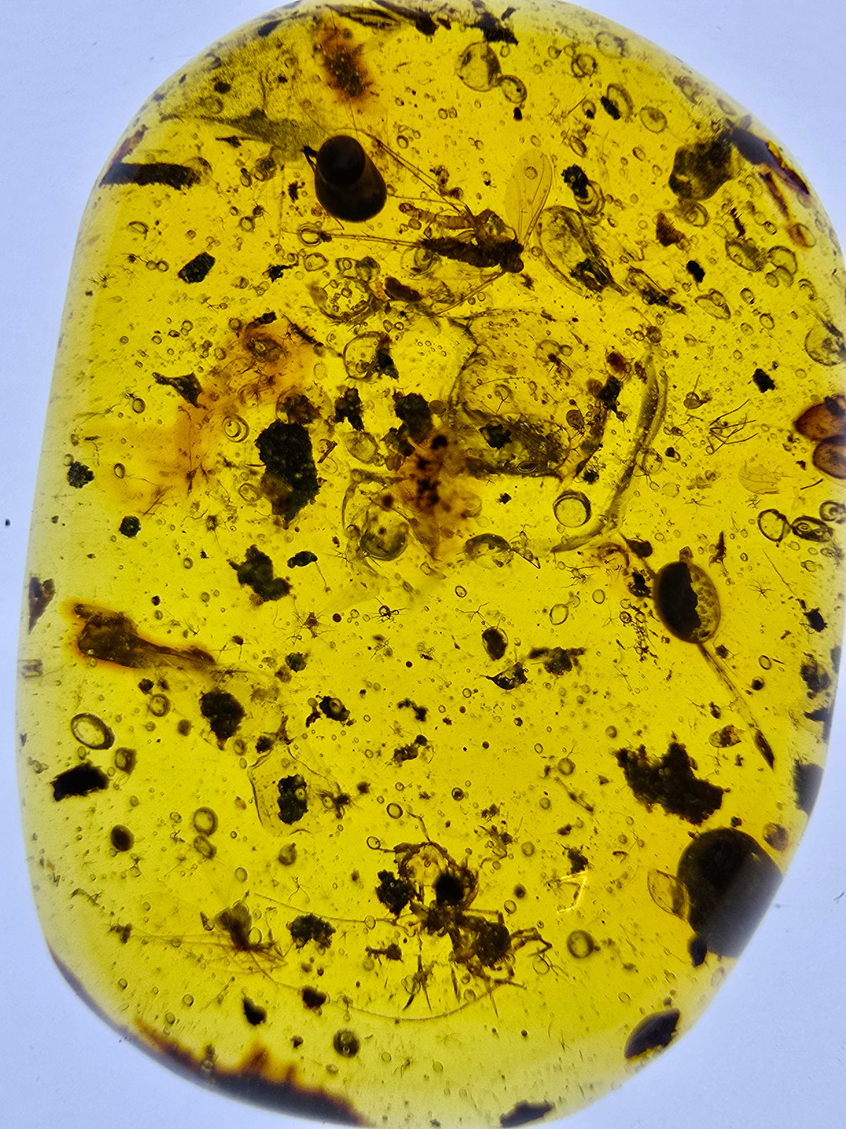 Wholesale Burmese Amber With Bugs Inclusions 82 pieces H6102301