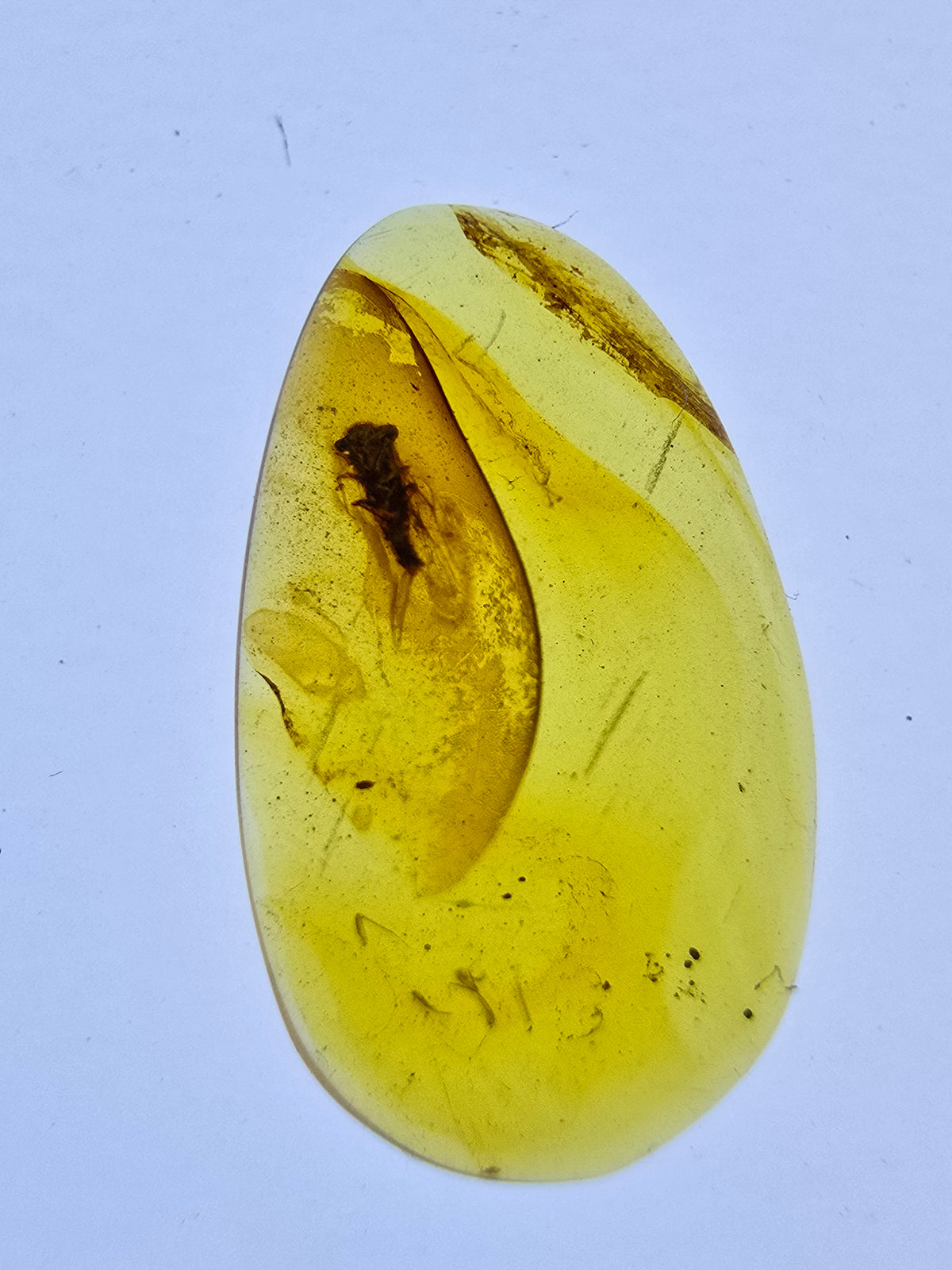 Wholesale Burmese Amber With Bugs Inclusions 82 pieces H6102301