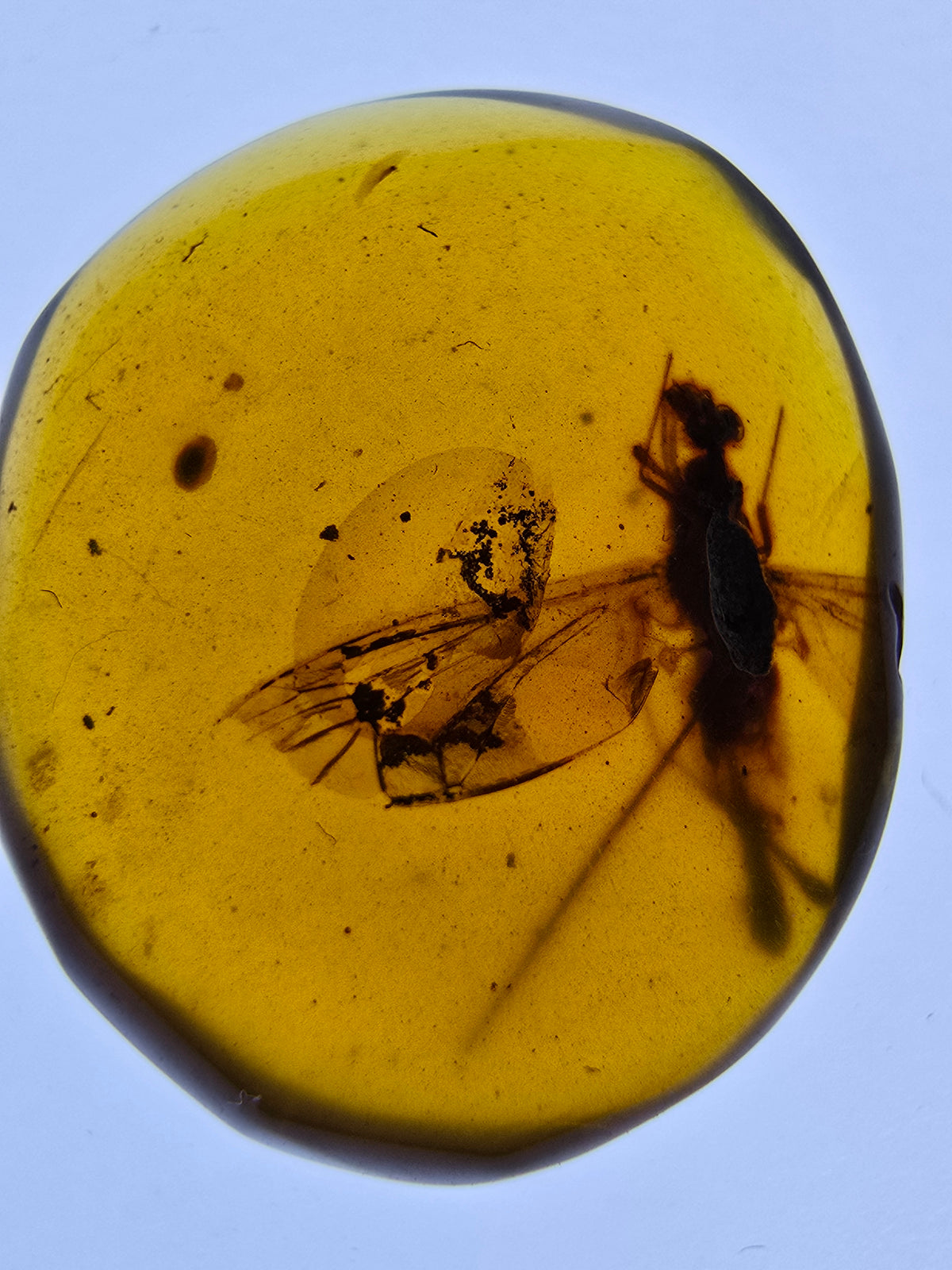 Wholesale Burmese Amber With Bugs Inclusions 82 pieces H6102301