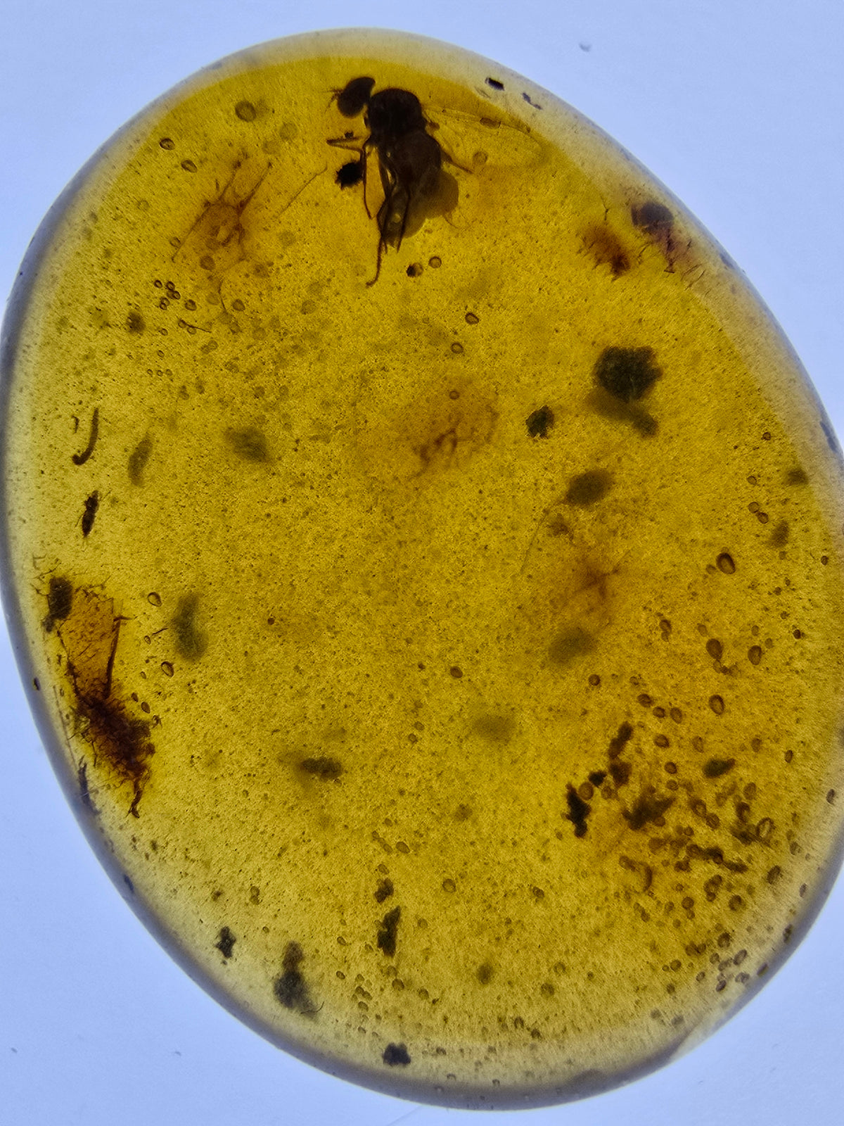 Wholesale Burmese Amber With Bugs Inclusions 82 pieces H6102301