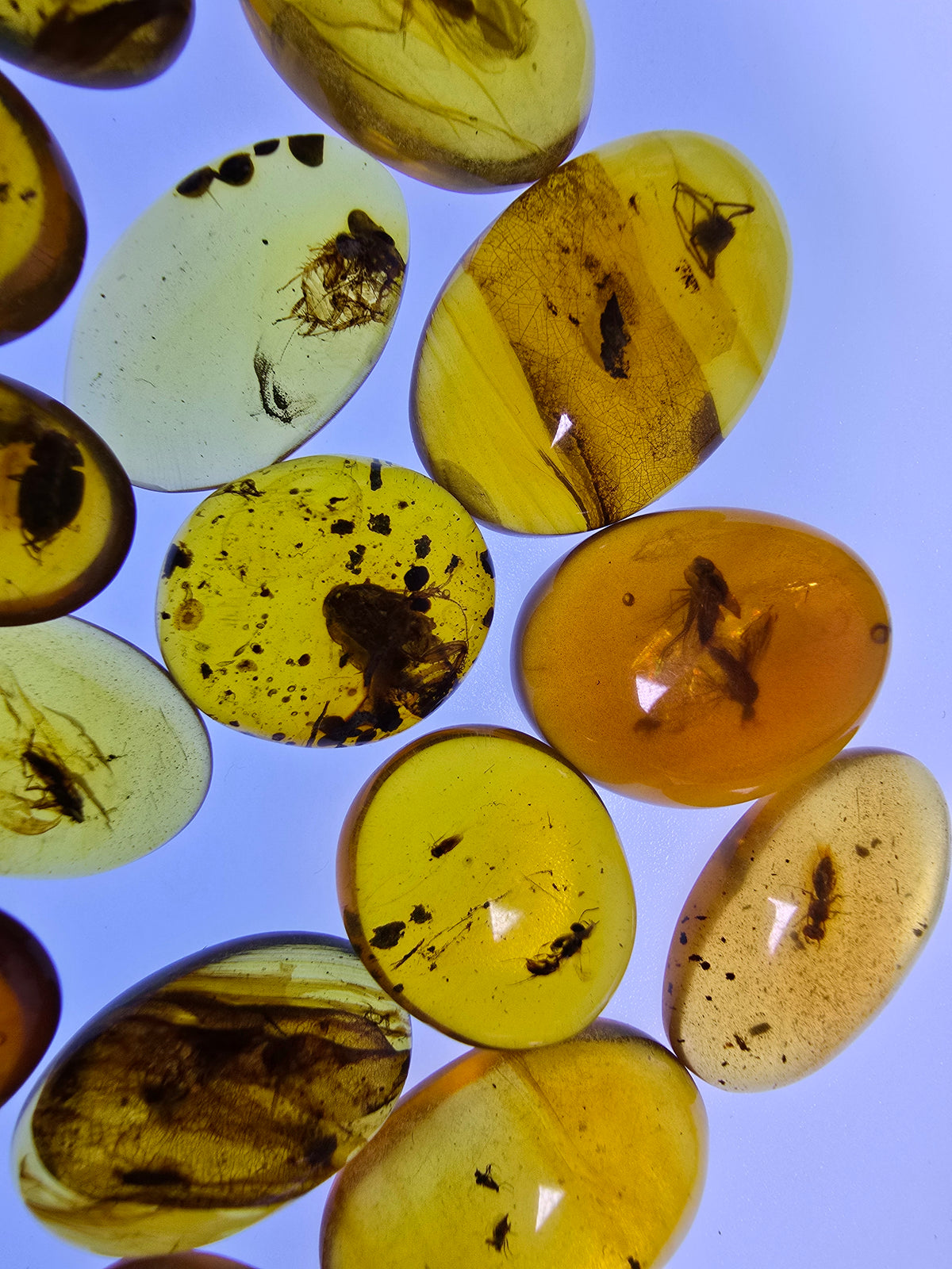 Wholesale Burmese Amber With Bugs Inclusions 40 pieces H6102303