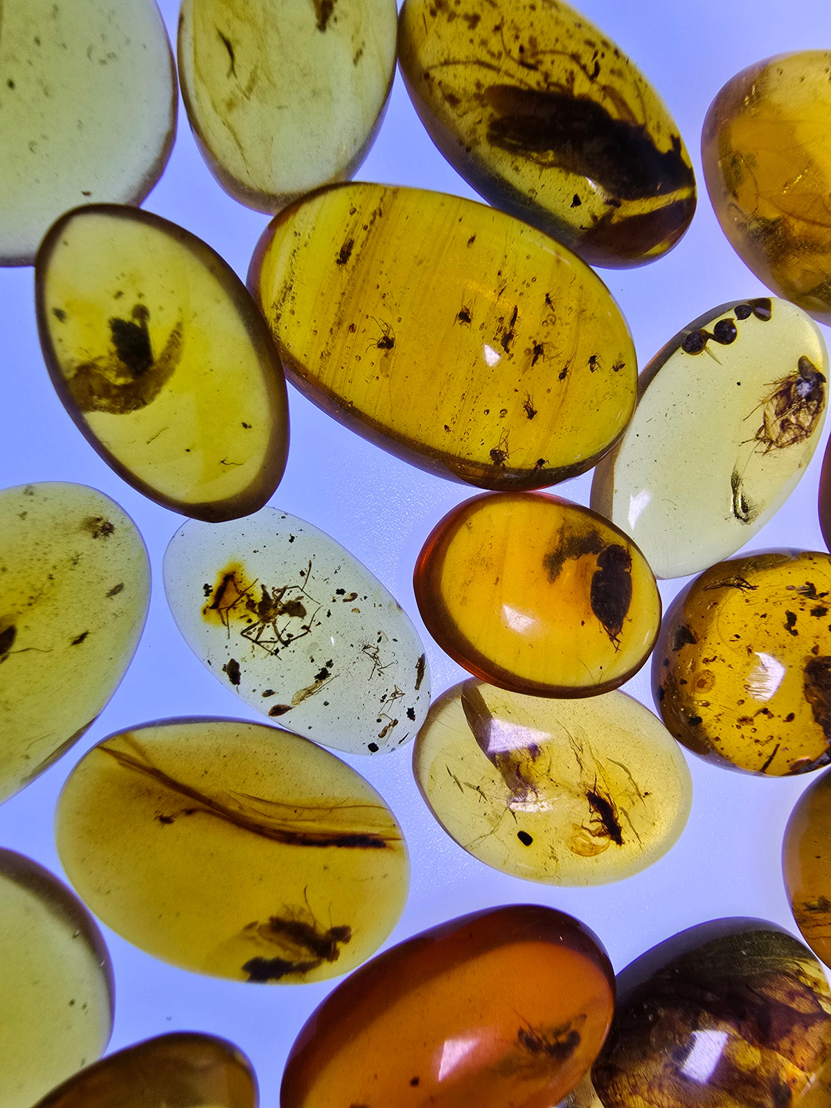 Wholesale Burmese Amber With Bugs Inclusions 40 pieces H6102303