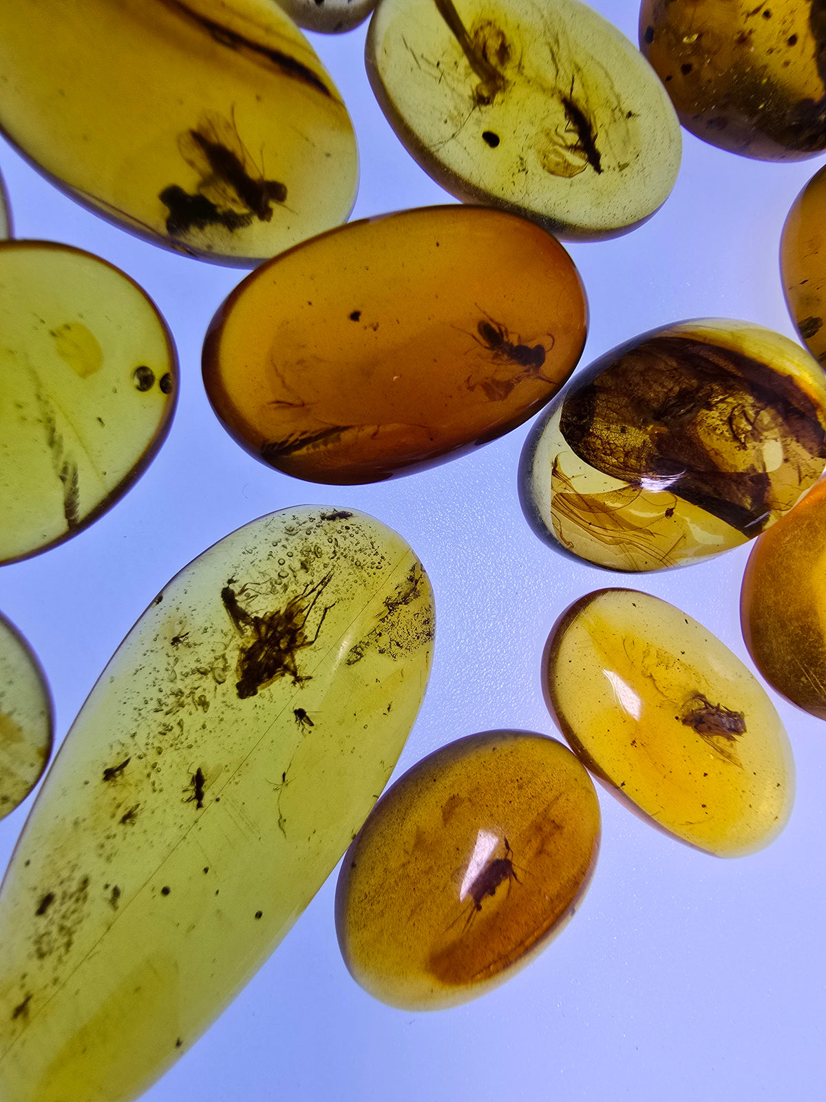 Wholesale Burmese Amber With Bugs Inclusions 40 pieces H6102303