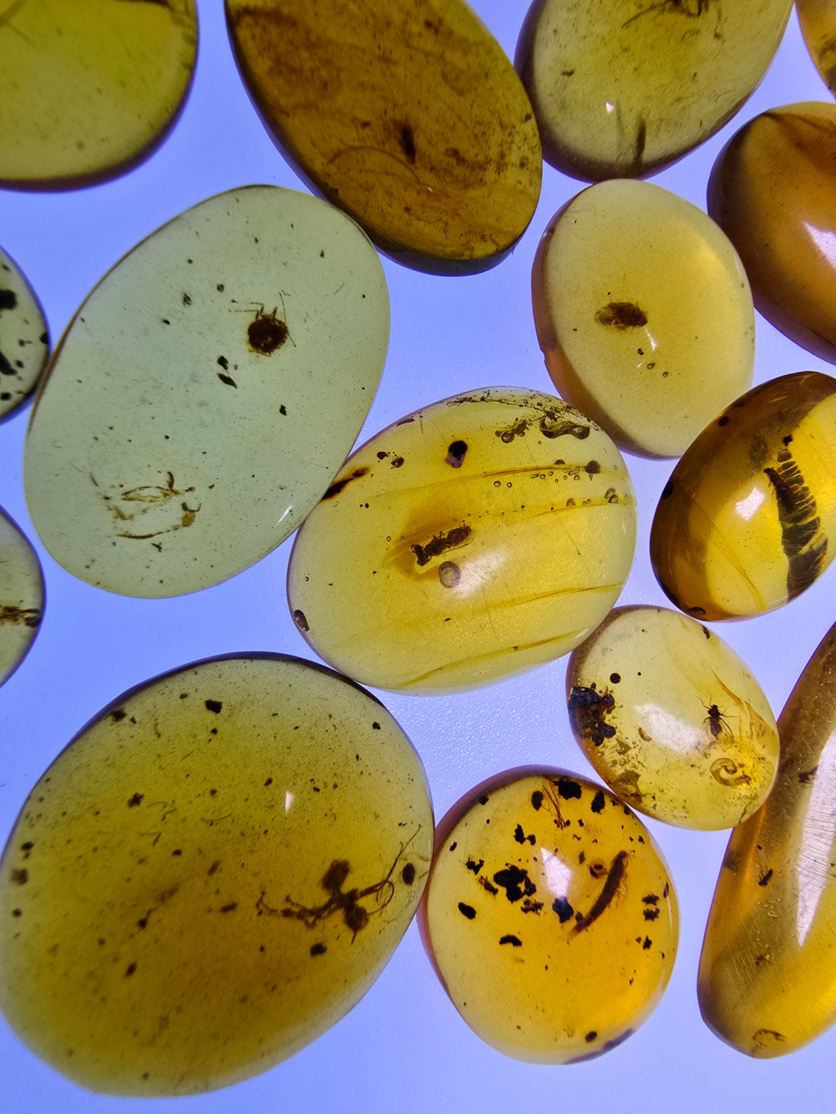 Wholesale Burmese Amber With Bugs Inclusions 40 pieces H6102303