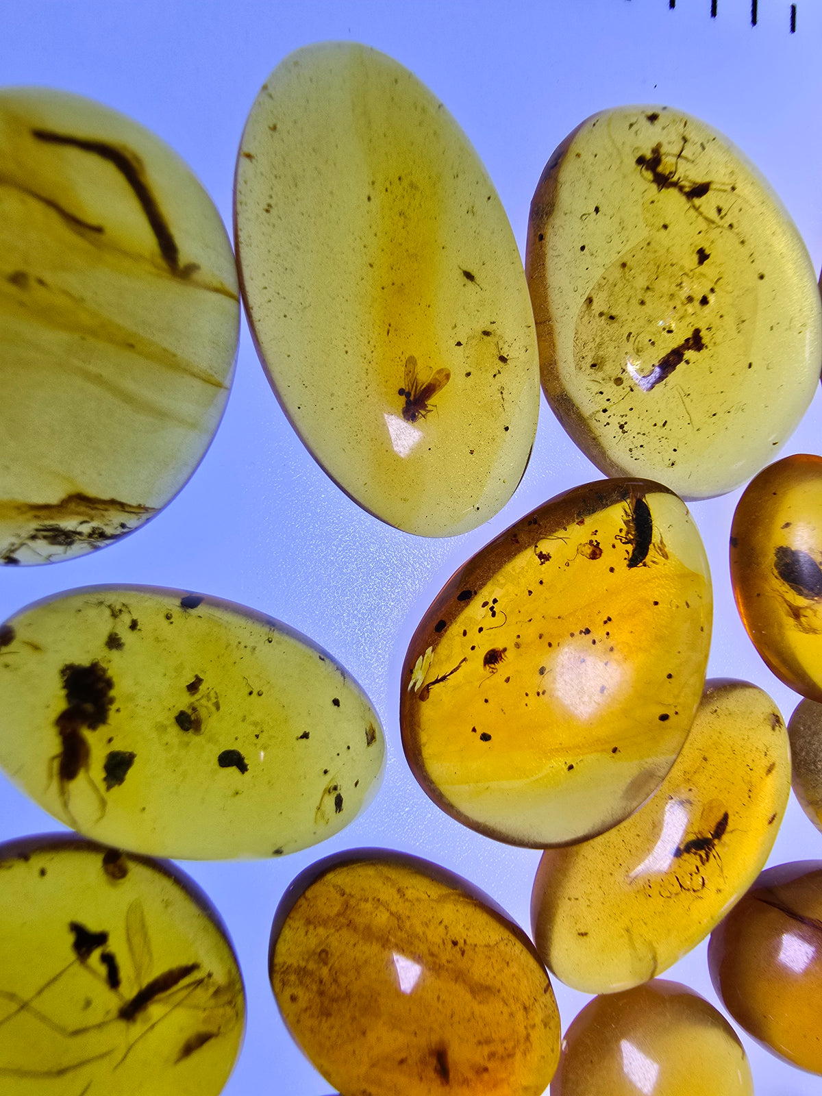 Wholesale Burmese Amber With Bugs Inclusions 40 pieces H6102303