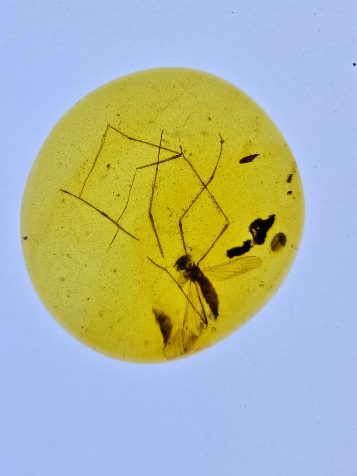 Wholesale Burmese Amber With Bugs Inclusions 40 pieces H6102303