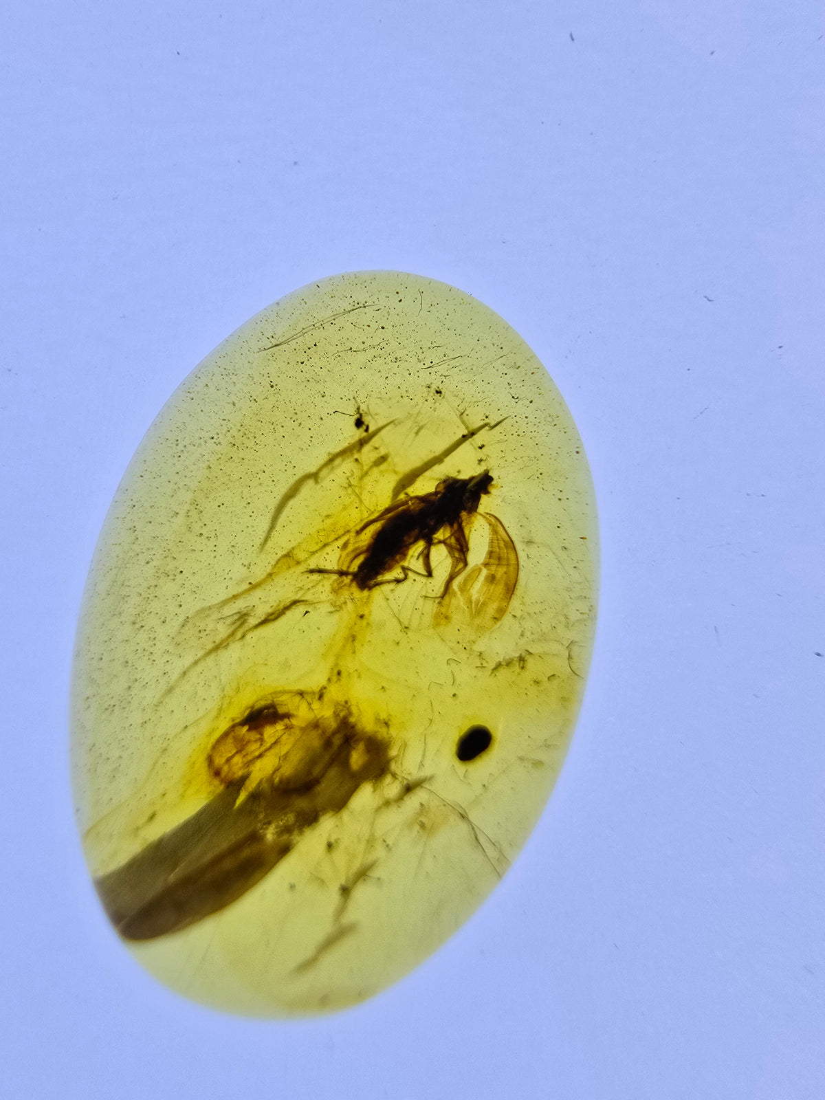 Wholesale Burmese Amber With Bugs Inclusions 40 pieces H6102303