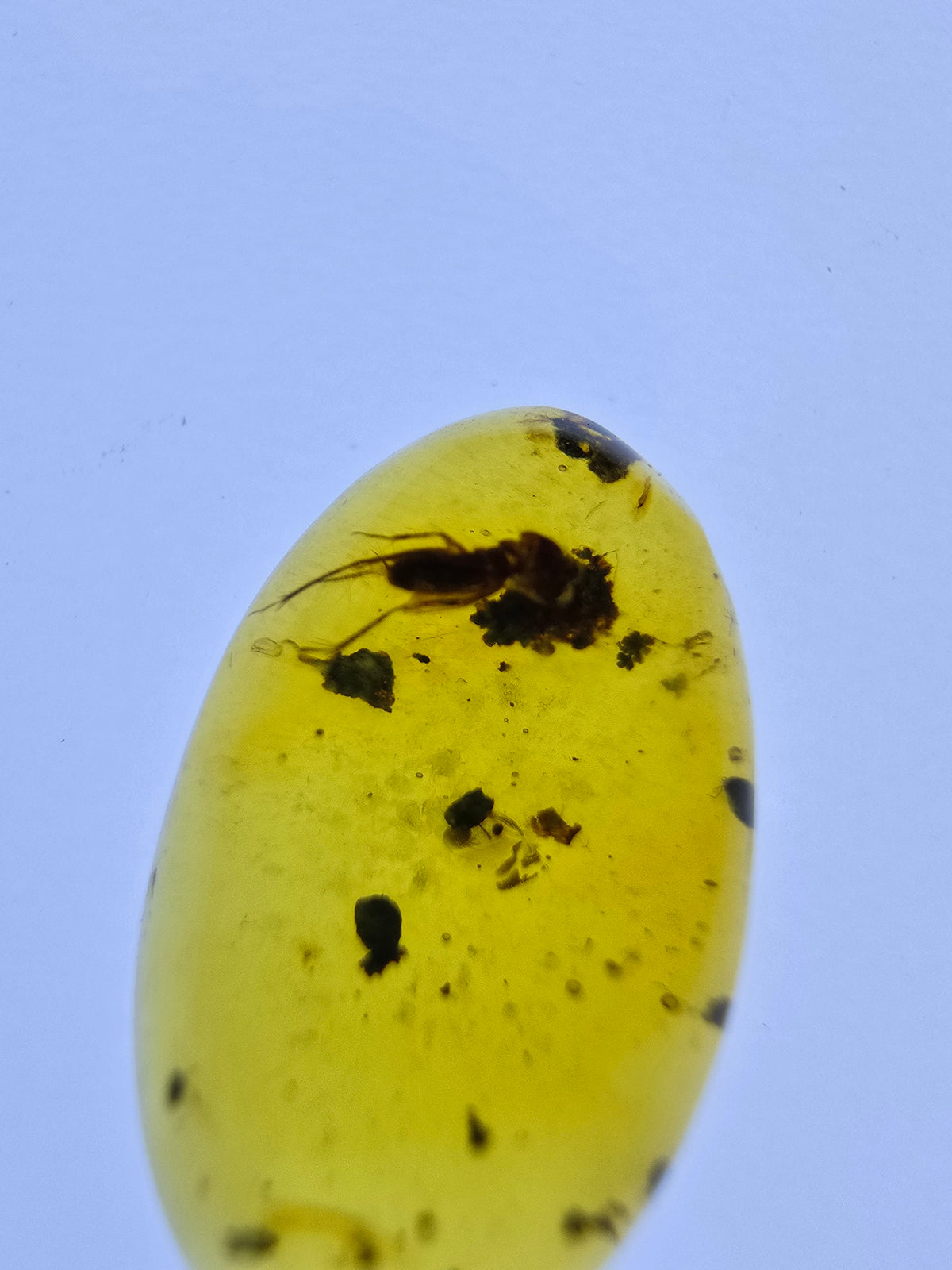 Wholesale Burmese Amber With Bugs Inclusions 40 pieces H6102303