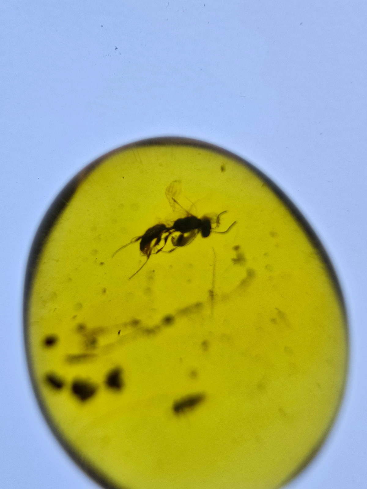 Wholesale Burmese Amber With Bugs Inclusions 40 pieces H6102303