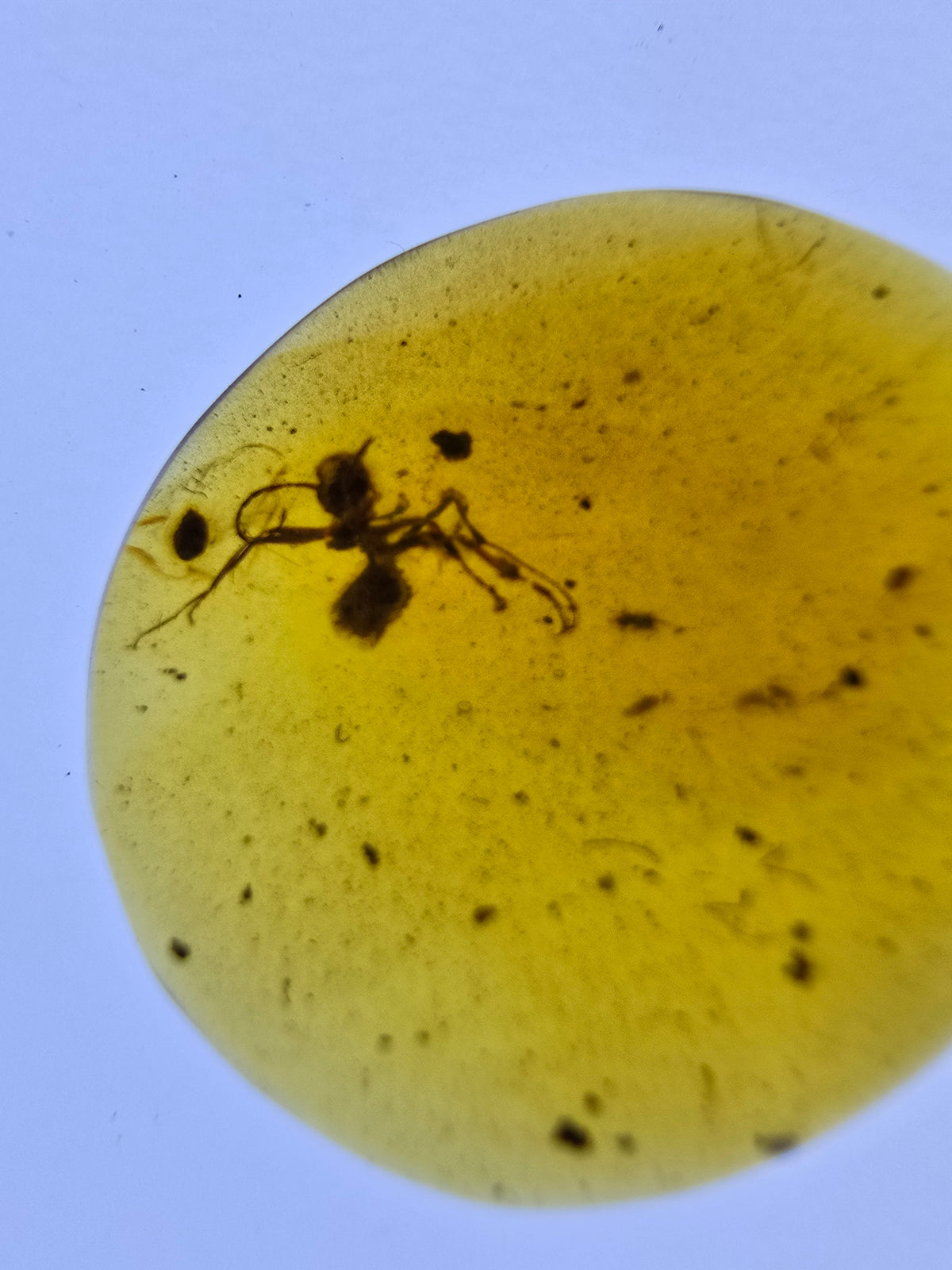 Wholesale Burmese Amber With Bugs Inclusions 40 pieces H6102303