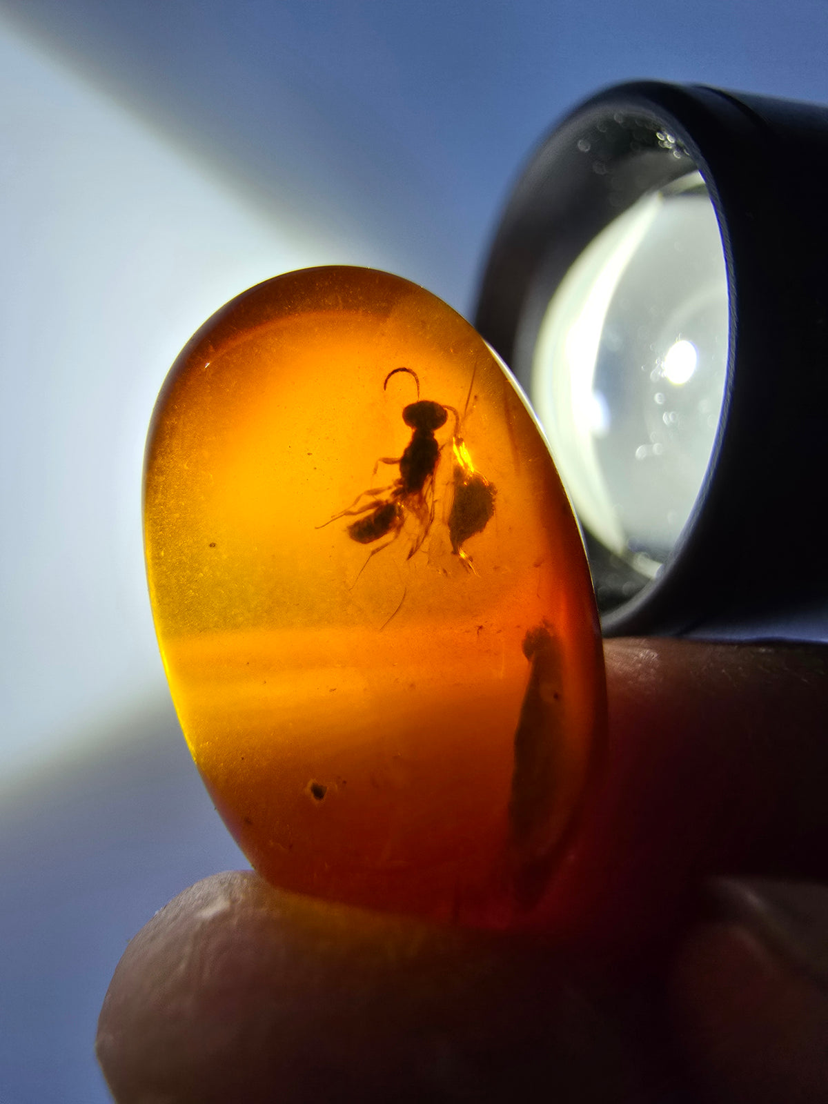 Wholesale Burmese Amber With Bugs Inclusions 40 pieces H6102303