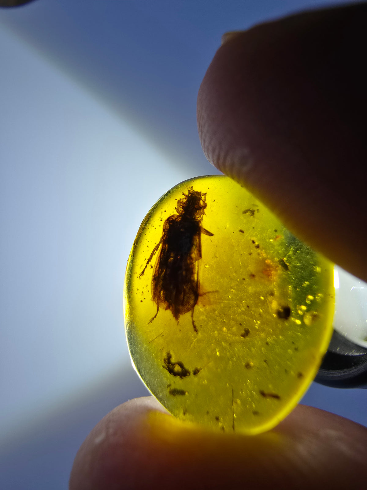 Wholesale Burmese Amber With Bugs Inclusions 40 pieces H6102303