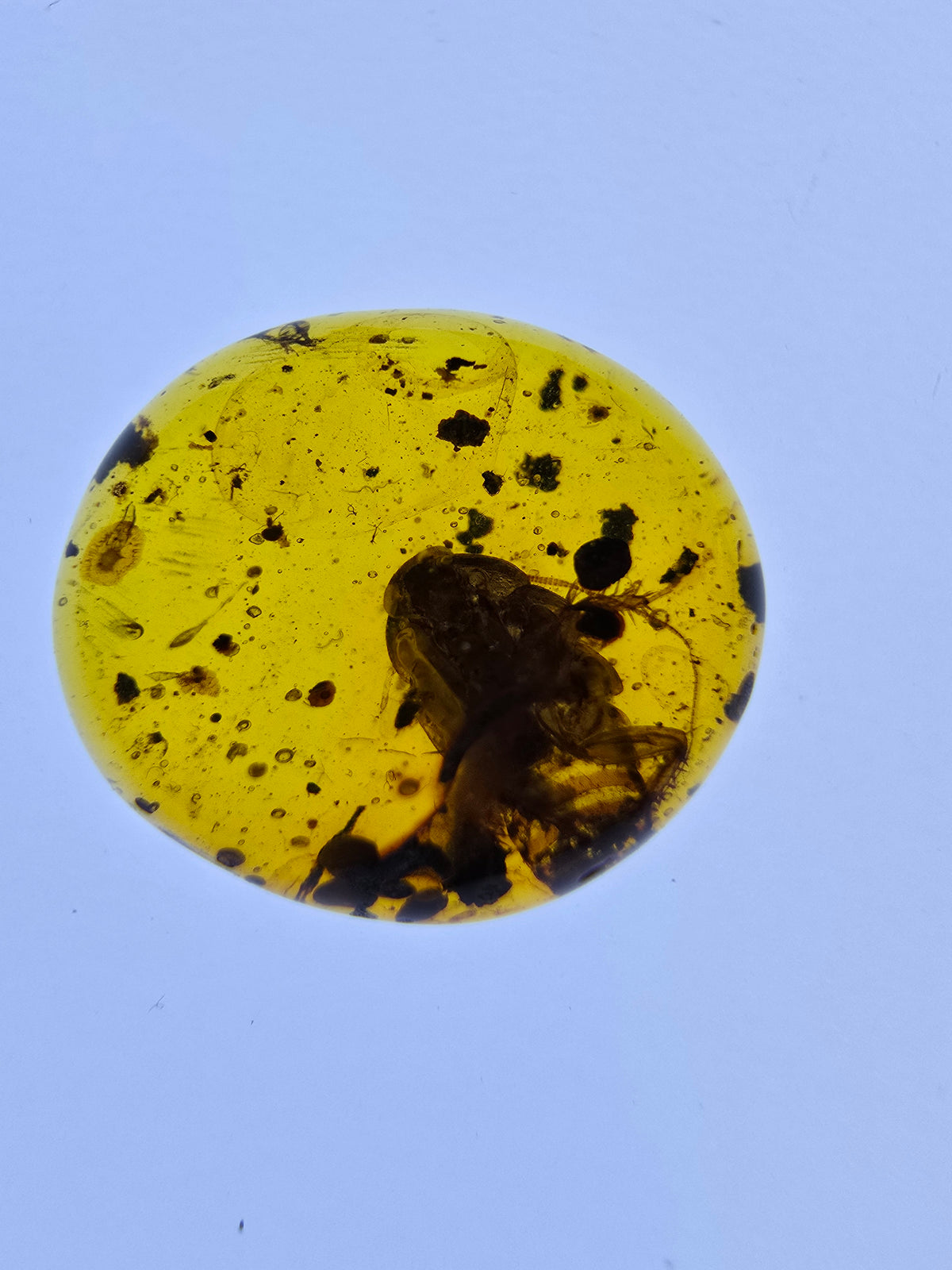 Wholesale Burmese Amber With Bugs Inclusions 40 pieces H6102303