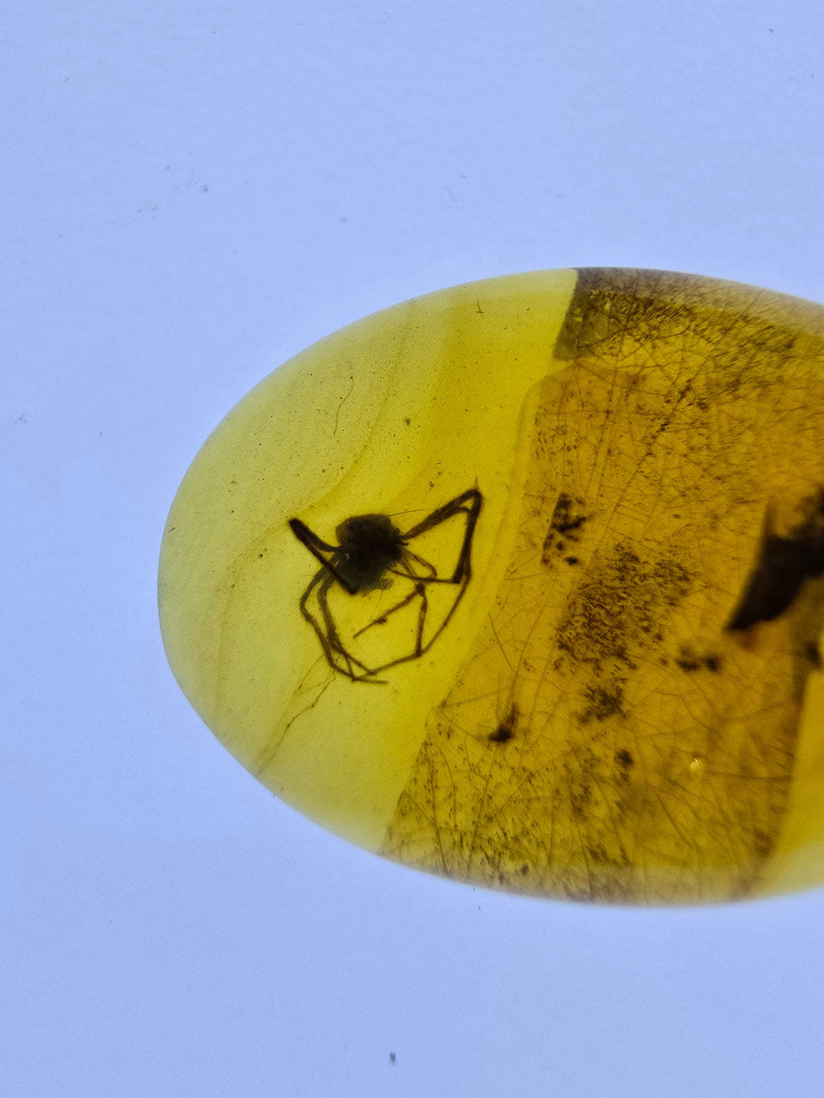 Wholesale Burmese Amber With Bugs Inclusions 40 pieces H6102303