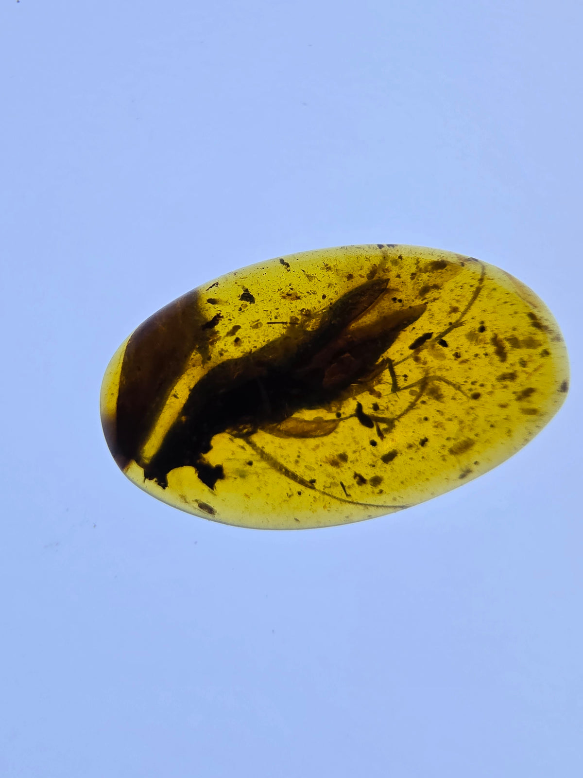 Wholesale Burmese Amber With Bugs Inclusions 40 pieces H6102303