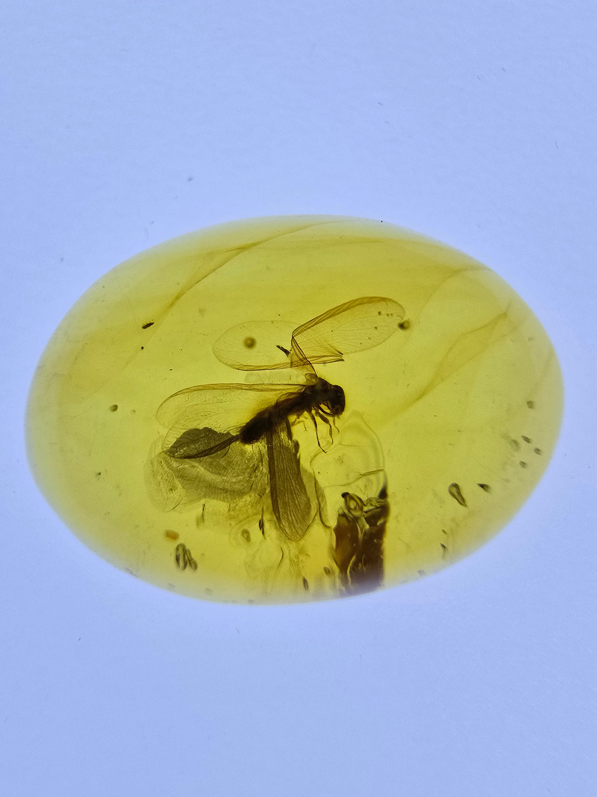 Wholesale Burmese Amber With Bugs Inclusions 40 pieces H6102303