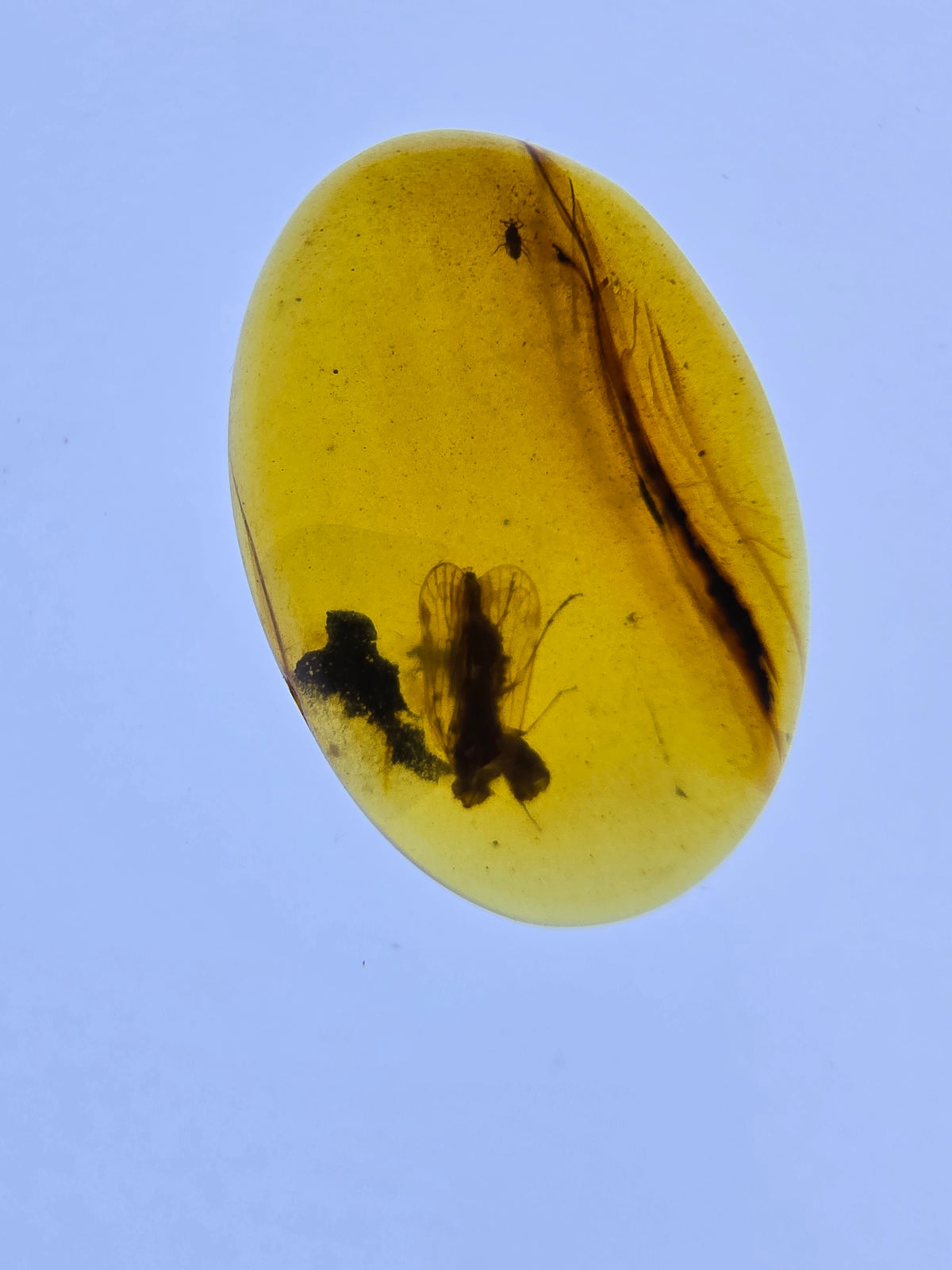 Wholesale Burmese Amber With Bugs Inclusions 40 pieces H6102303